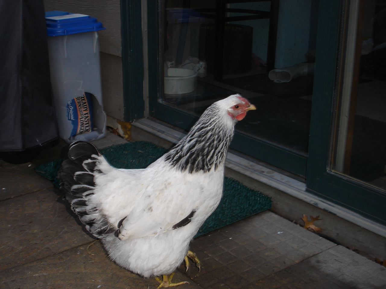 This is my Colombian Wynadotte, Oreo