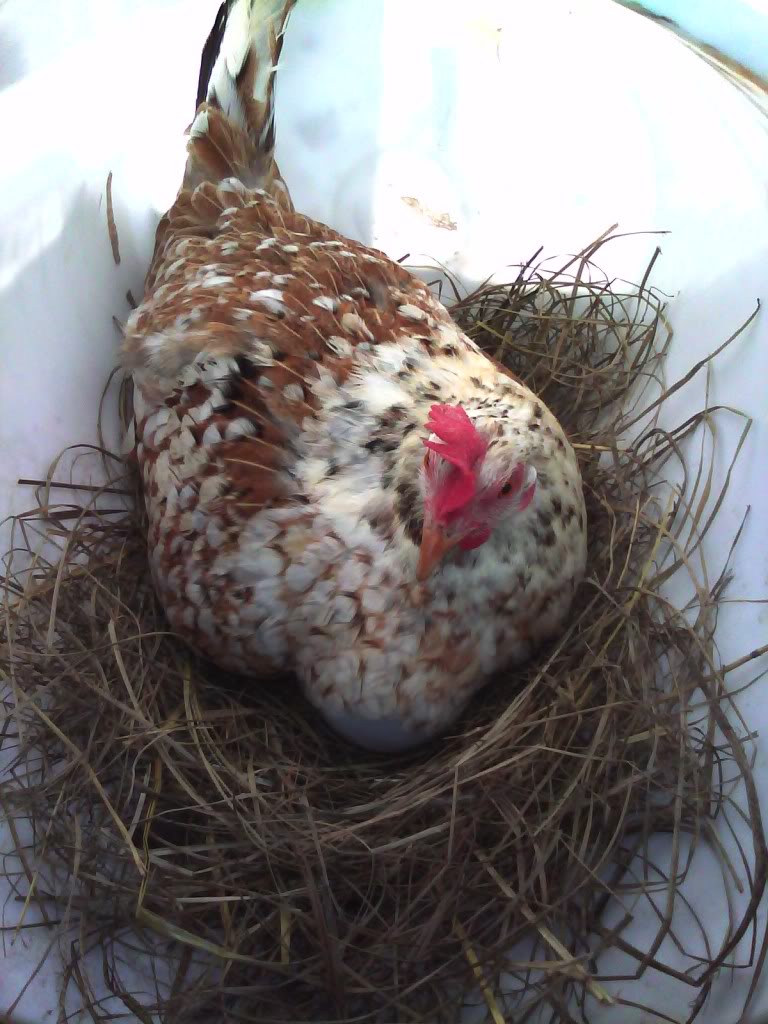 "This is MY egg, you can't have it!"