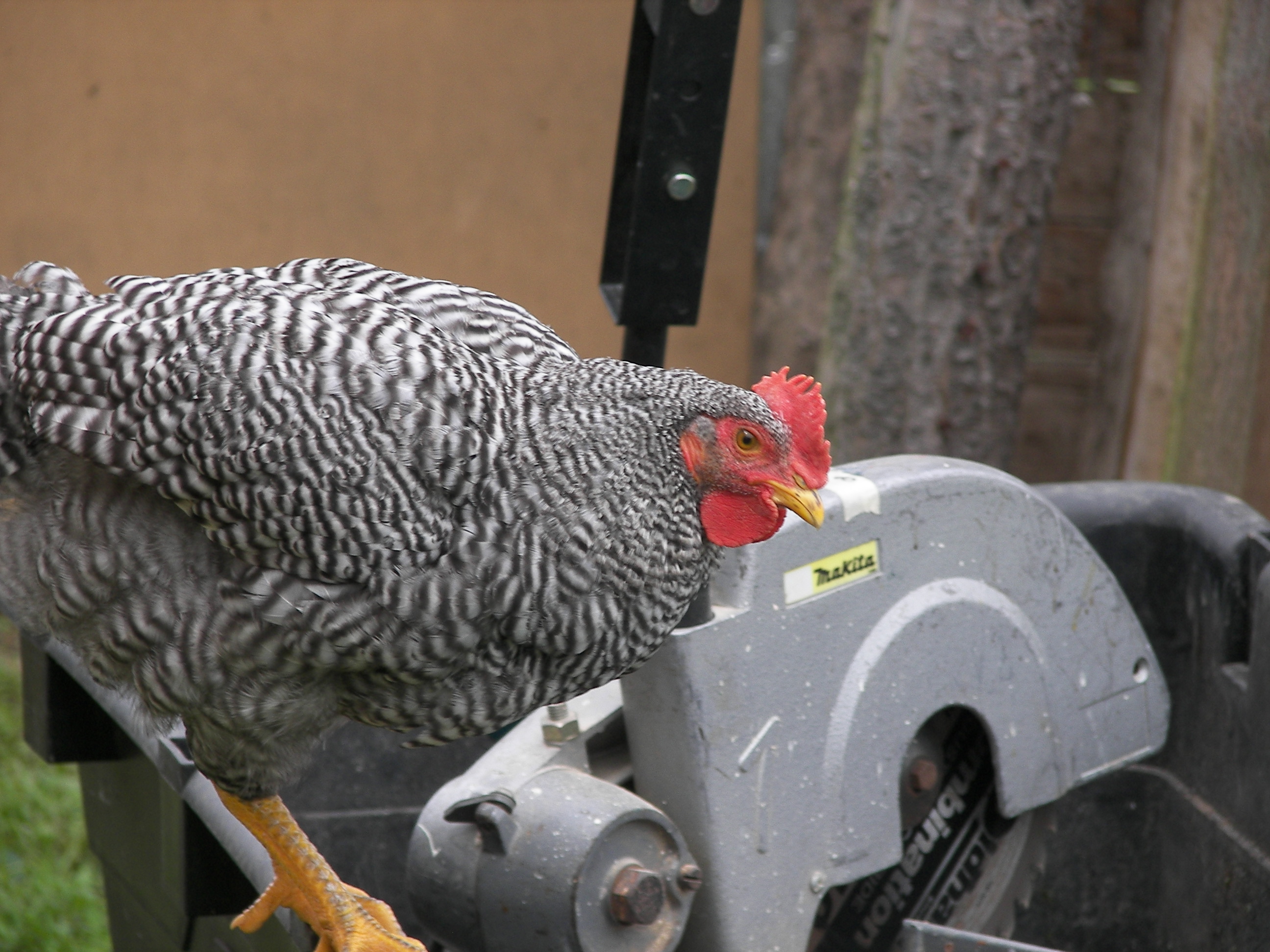 This is my favorite chicken Pepper who is very friendly. He was an unexpected surprise as I had ordered a male of a different breed. He's between 8-10 weeks old in this picture.