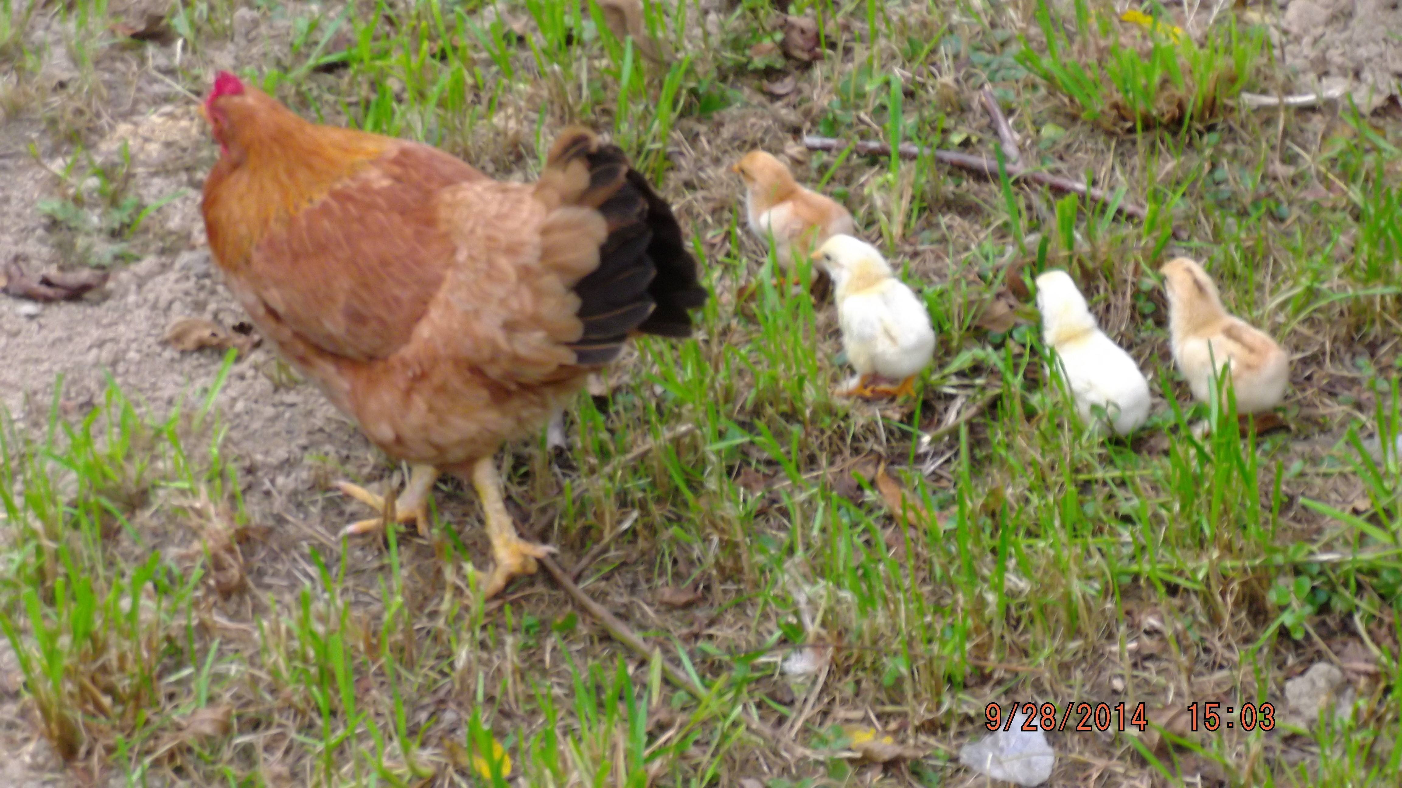 This is my favorite hen.  Her name is Dolly.  She was  a determined little brooder.  Once I had to drag her off a nest of hidden eggs.  they weren't fertilized.  It was before we got Abraham.  She hated me ever since for that.  Trying to get back in her good graces by letting her try again.  4 of her 11 eggs hatched.  They are darling.  One likes to climb up on its mom's back.