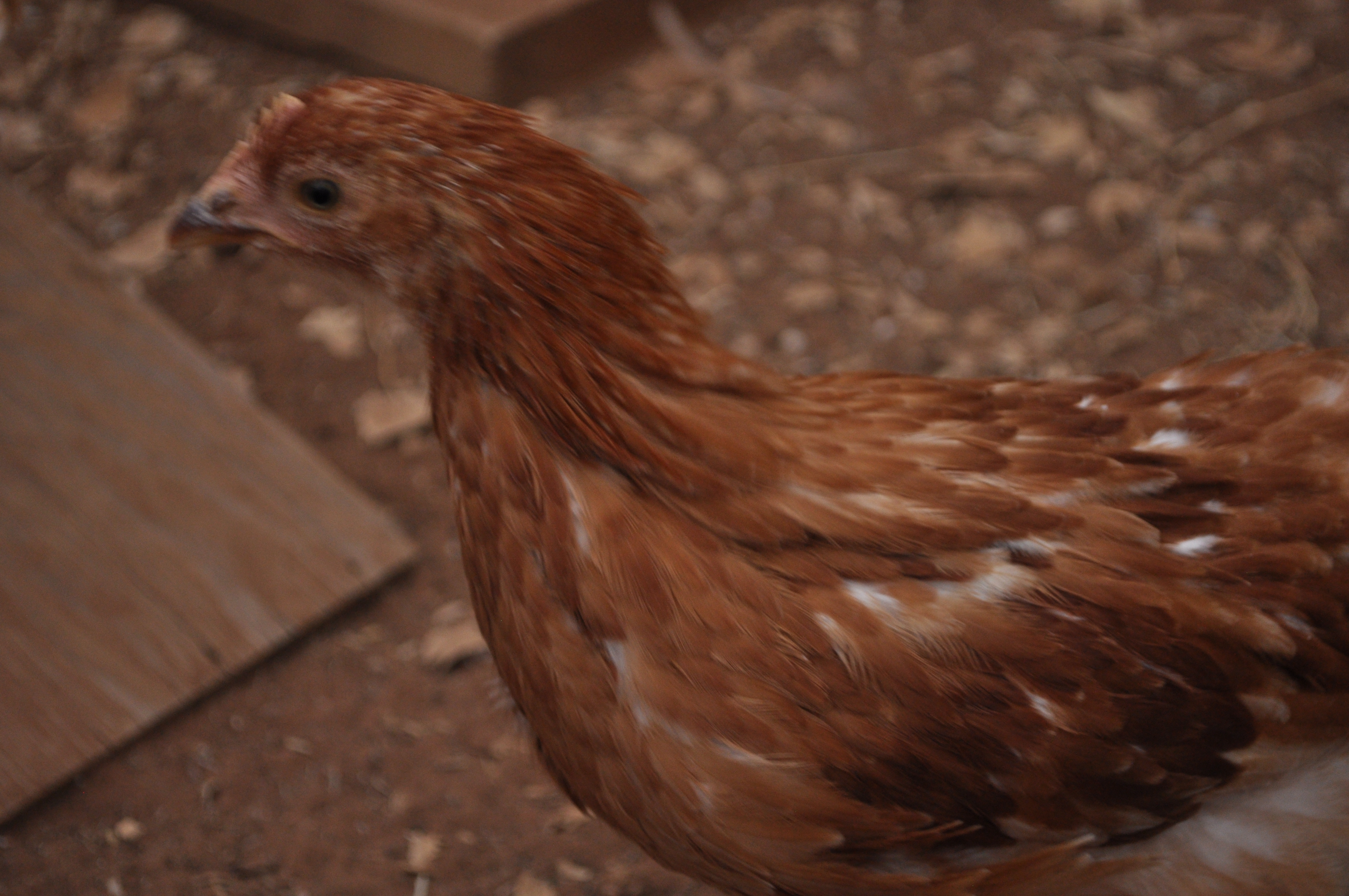 This is my first girlfriend.  She was the first one to want to be petted.