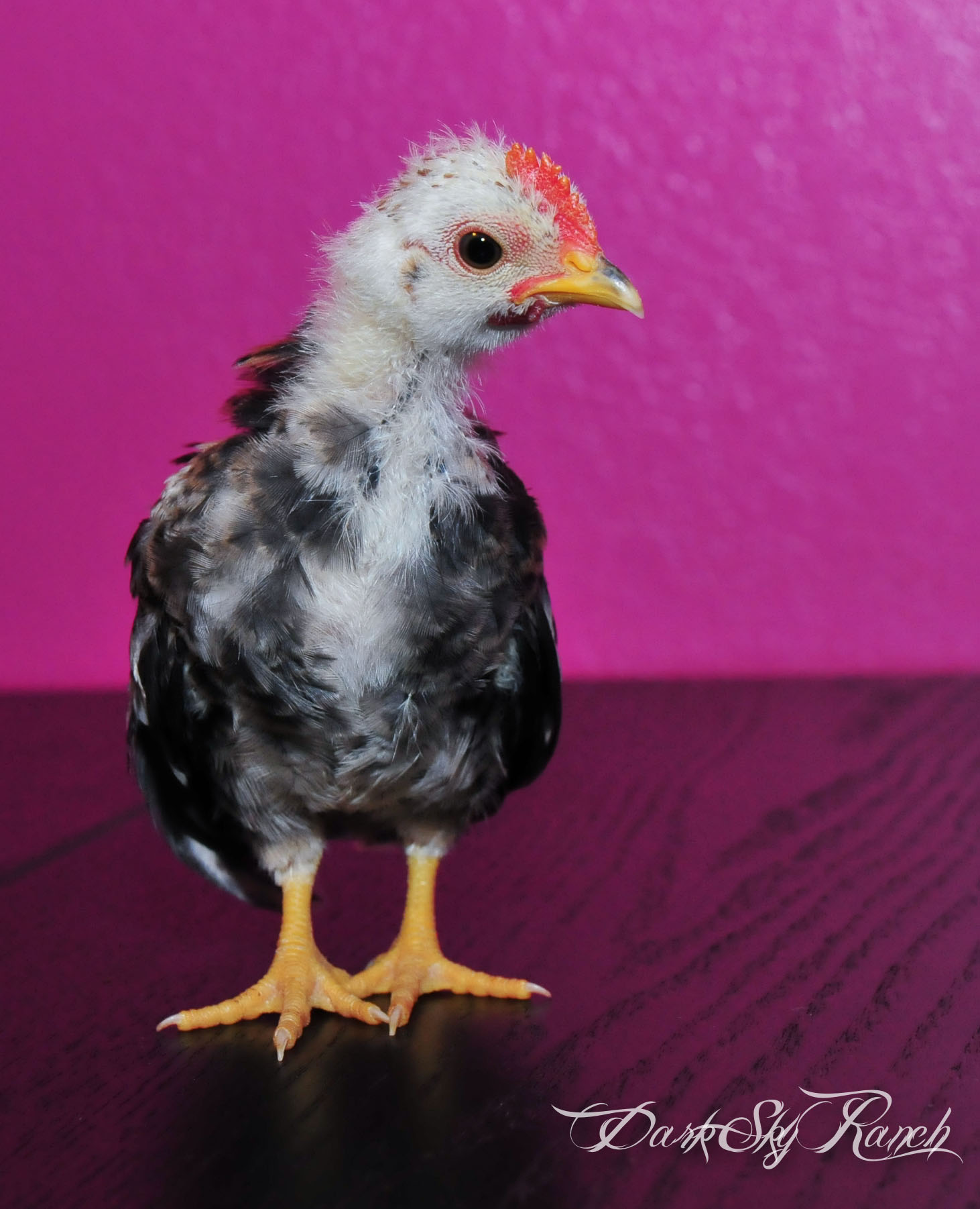 This is my first little serama, We named him Zero.  Since he was bird "zero" of the serama epidemic, leading to the purchase of 3 other serama chicks.  Here he is approx 9 weeks old here.