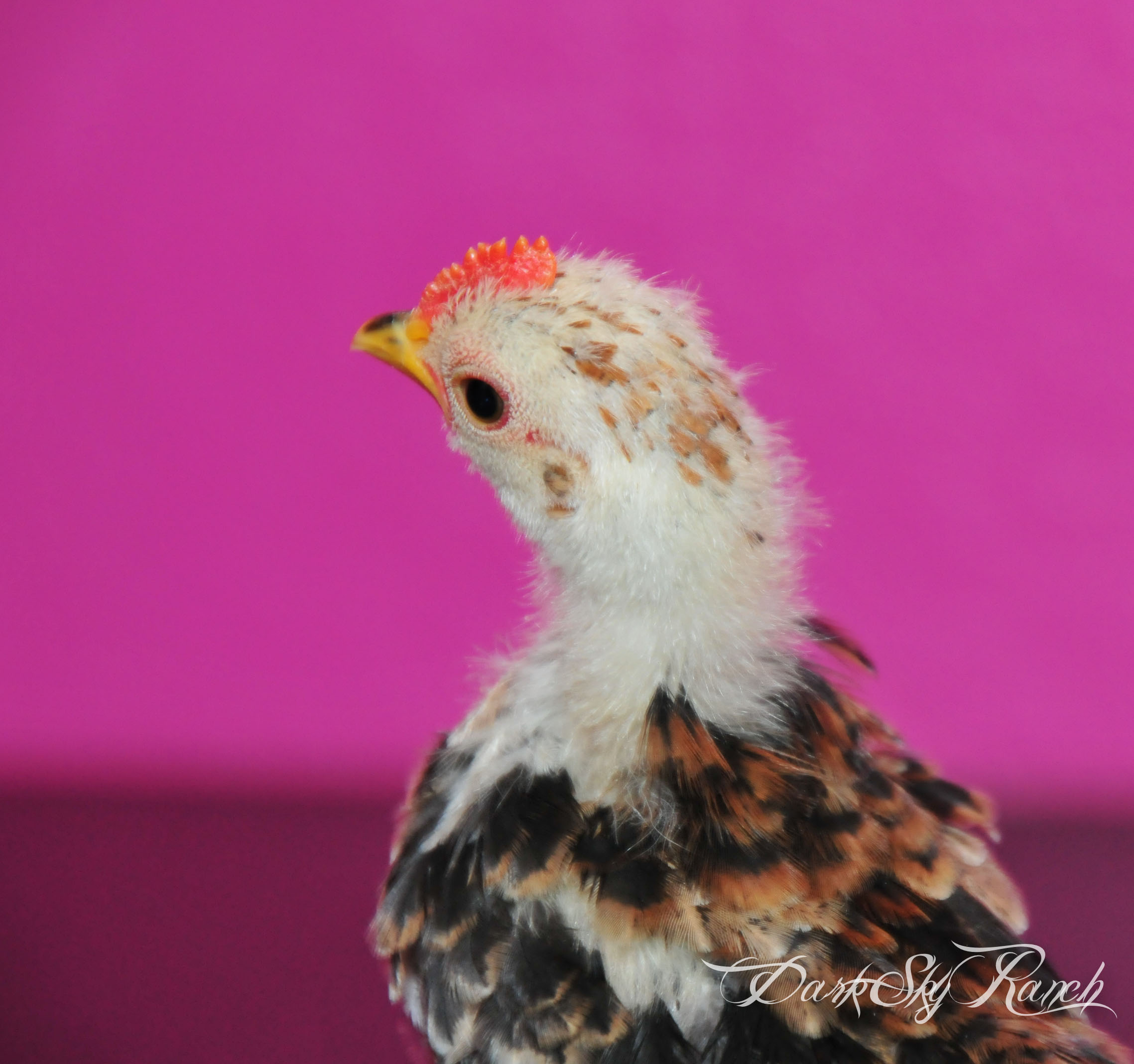This is my first little serama, We named him Zero.  Since he was bird "zero" of the serama epidemic, leading to the purchase of 3 other serama chicks.  Here he is approx 9 weeks old here.