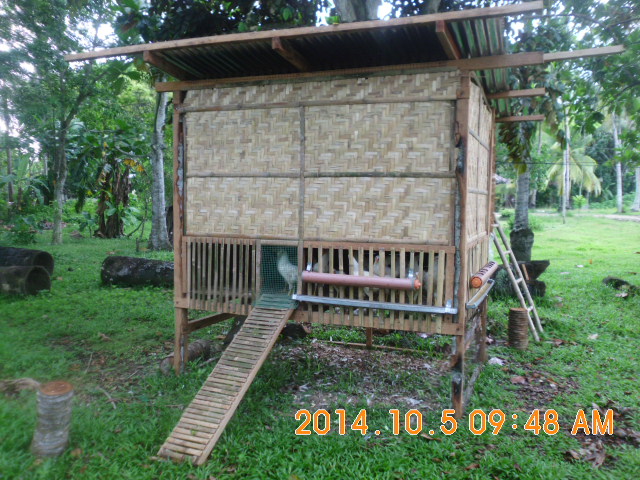 This is my first time, I built the coop from local native materials it's 8 x 4 and I have 16 hens that should start laying in the next few weeks.