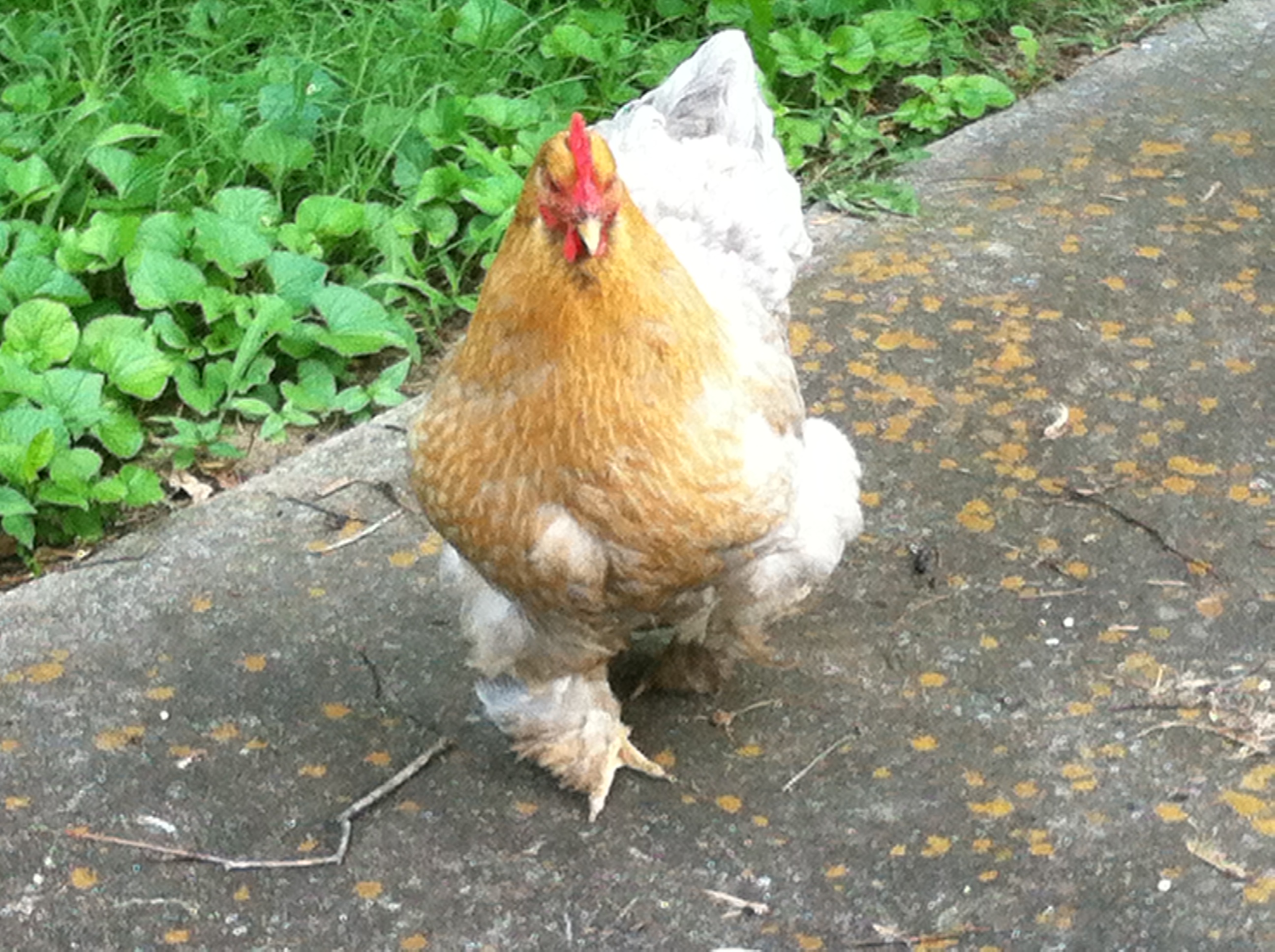 This is my girl, Dorothy Hamill.  My feathered dog, except when she's broody which is quite often these days.  She's a cochin and she was hatched in April 2012.  She's a wonderful surrogate and a great incubator....except she will step on one egg every time.  =/