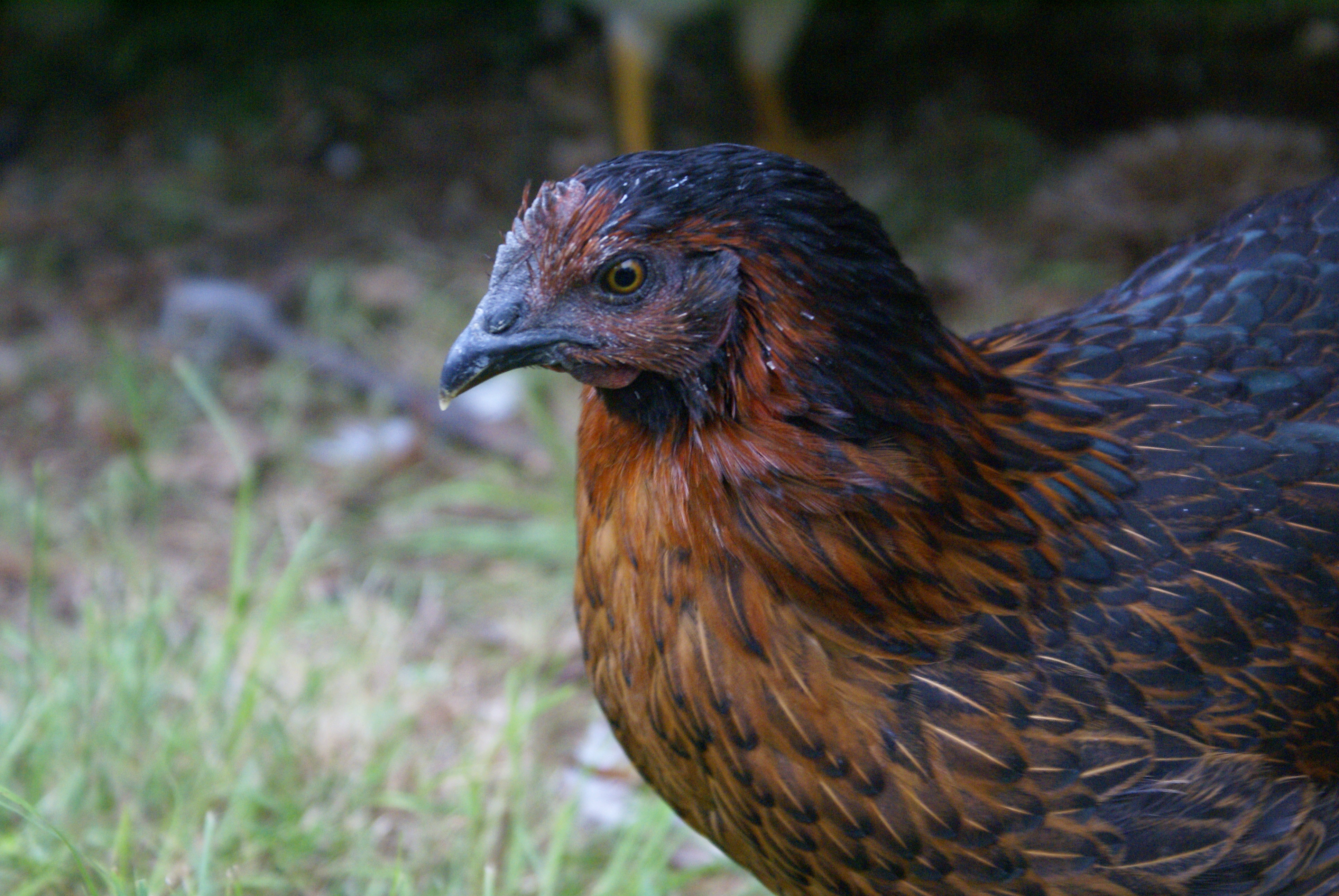 This is my girl Rosie, she has grown up a lot since this picture but it is 4 weeks old now.