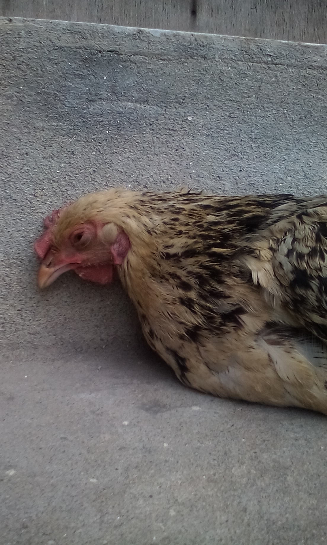 This is my hen, i raised her with a lot of struggle, but now she die.