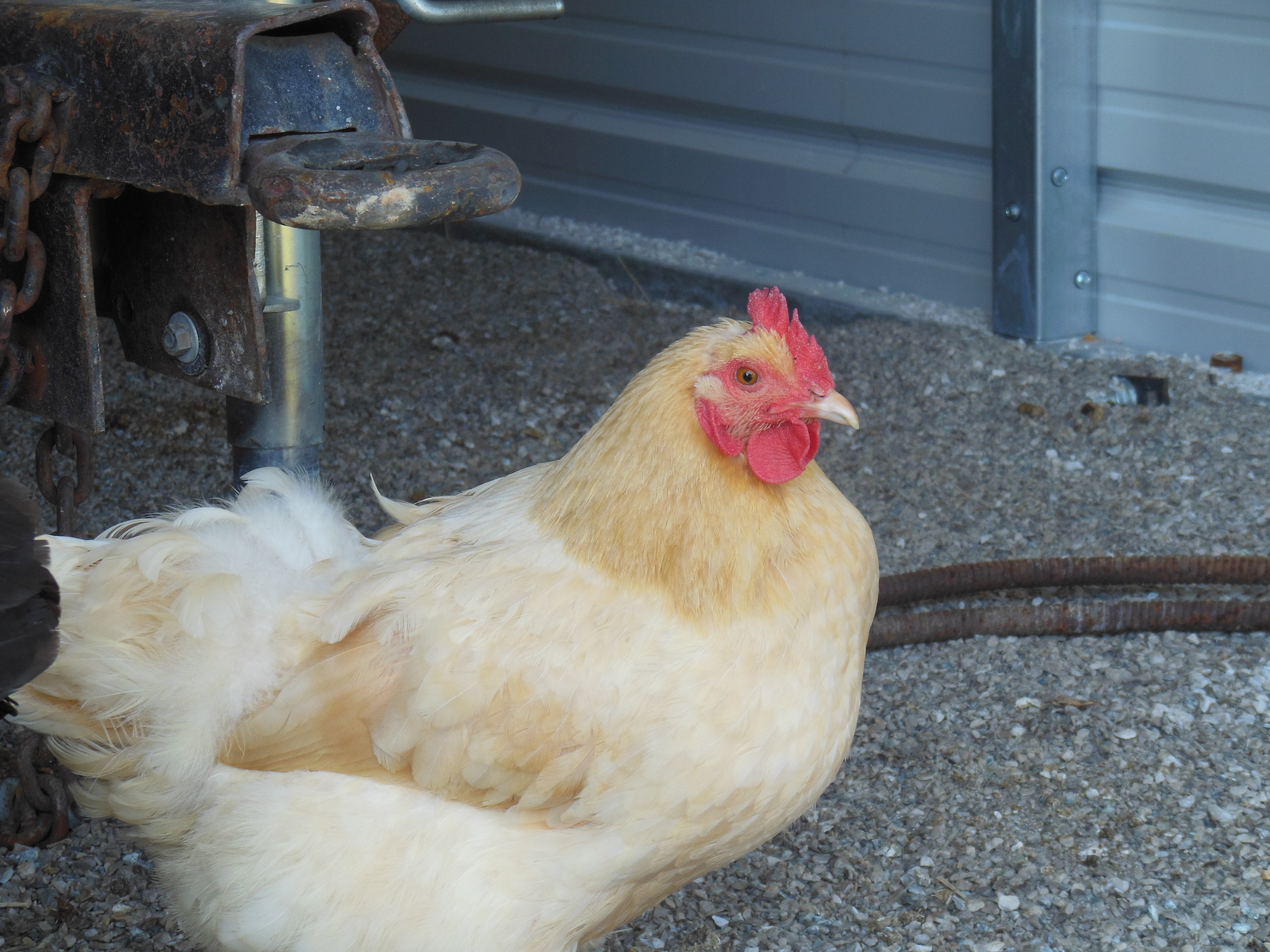This is my hen Sandy