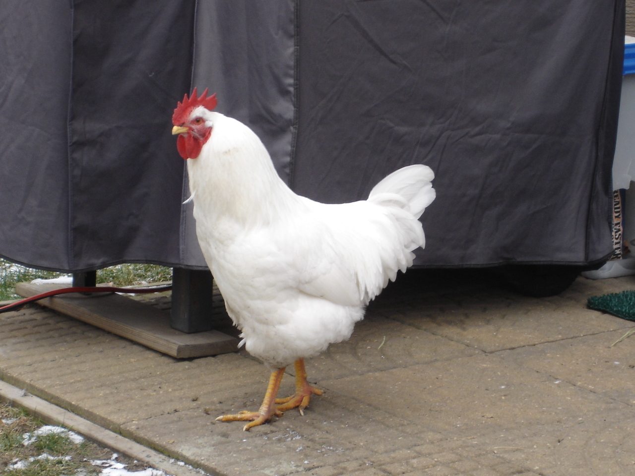 this is my Lehorn rooster Lizard