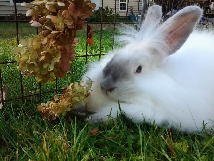 This is my Lilac Point French/German/Satin Doe named Mitzi!  She's just 12 weeks here.  She's doubled in size now but she's such a charmer!