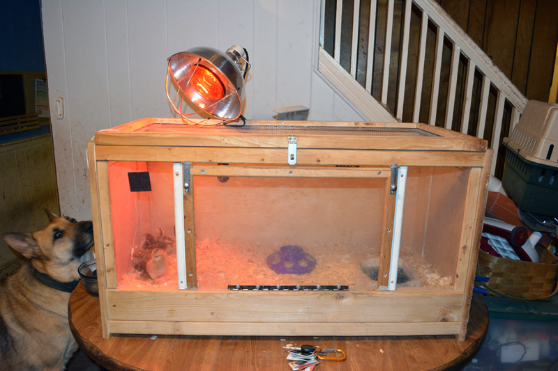 This is my makeshift brooder. This is actually my old bearded dragon tank that I made. It has stone tile flooring and wire mesh lid. I have since moved the heat lamp in order to best deliver the appropriate temperature to the tank. The entire lid and the center of the front open up for access for cleaning and feeding.