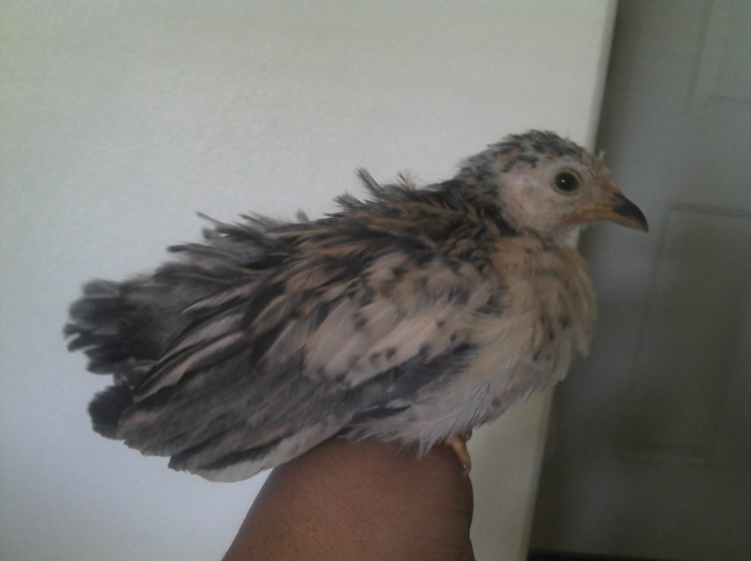 This is my miny serema hen named Tweety.