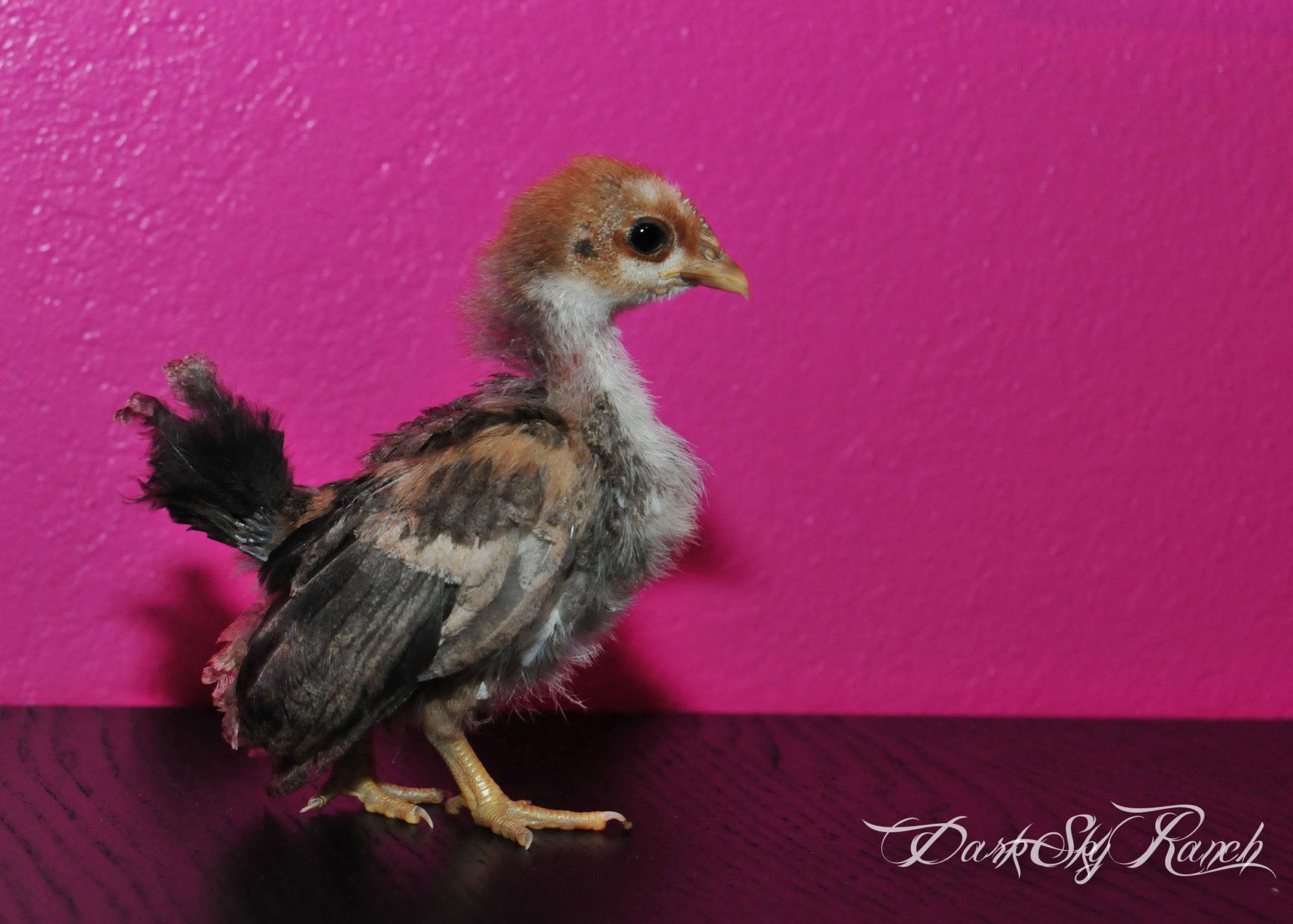 This is my new little Serama (hopefully a pullet) from Jerry.  She is 1.5 weeks old here!