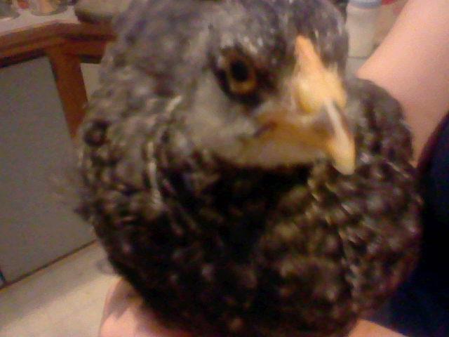 This is my oldest chick at 3 months, her name is Pepper. She is an Ameraucana Bantam-Cochin mix. Pepper is very curious and mischievous.