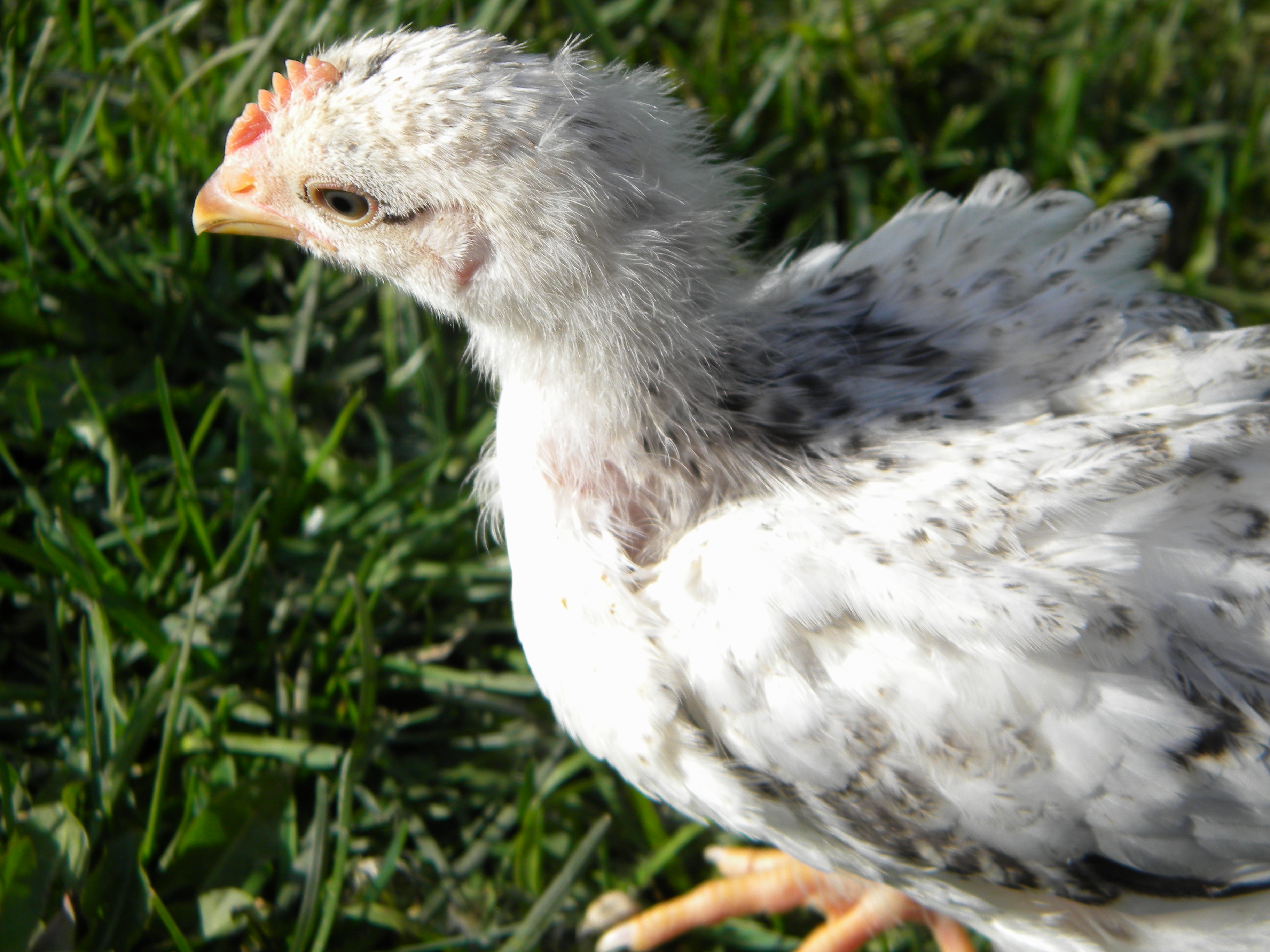 This is my oldest son's chick, "E.B."
