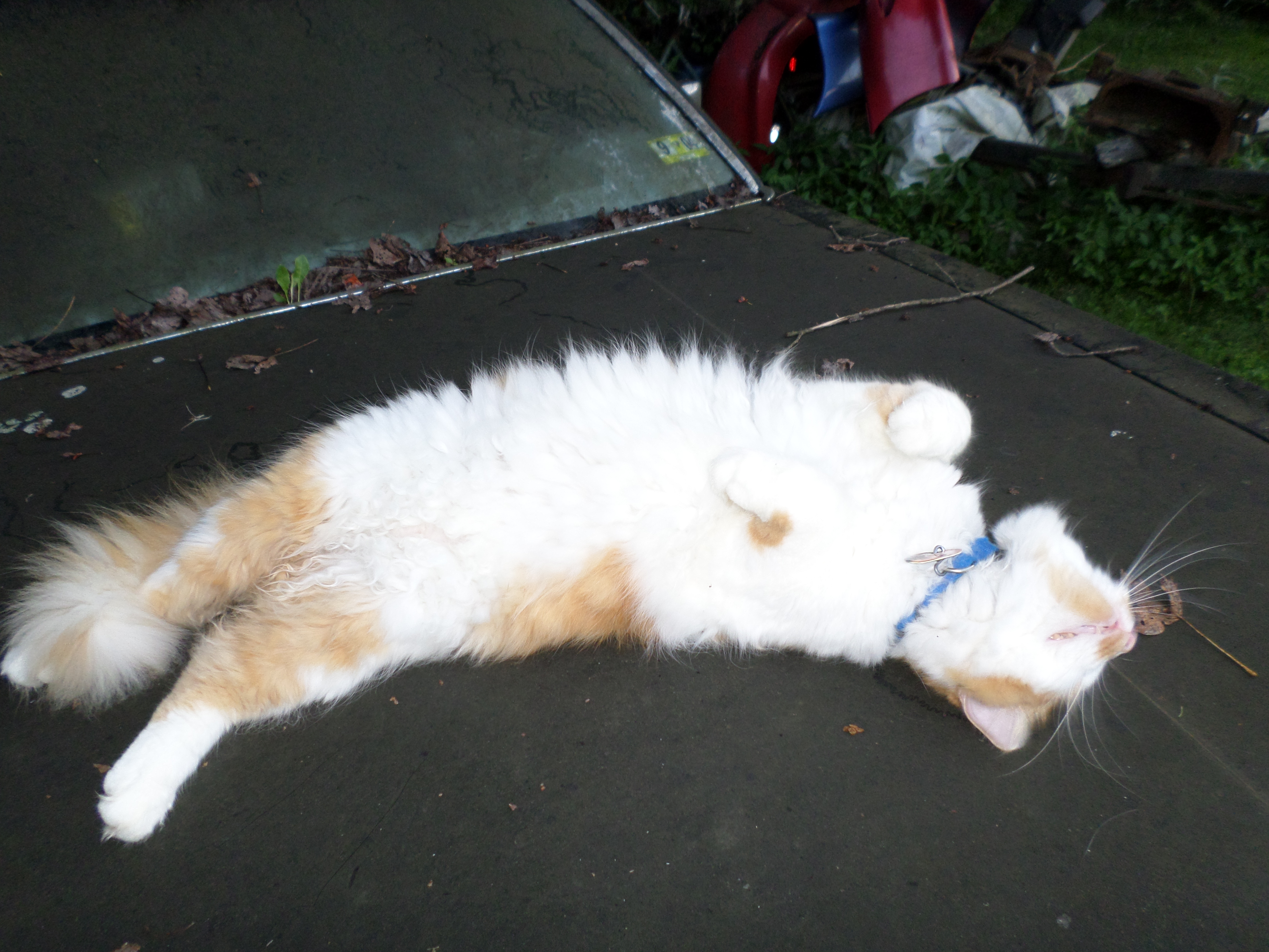 This is my one cat Marshall, he had to have his photo taken since I was taking some of the chickens (he got jealous).