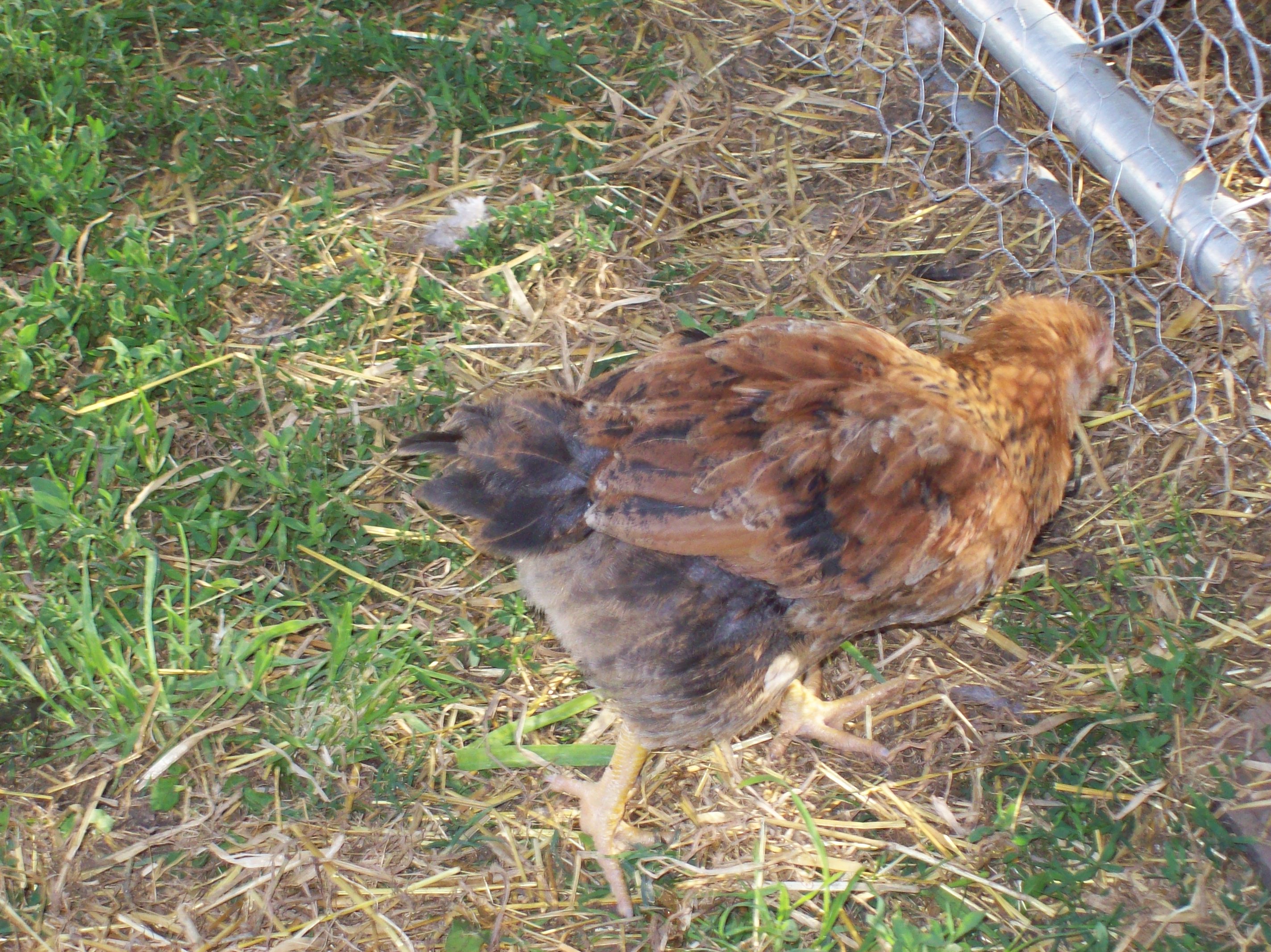 This is my other EE which I hope is a hen too I callher Rachel