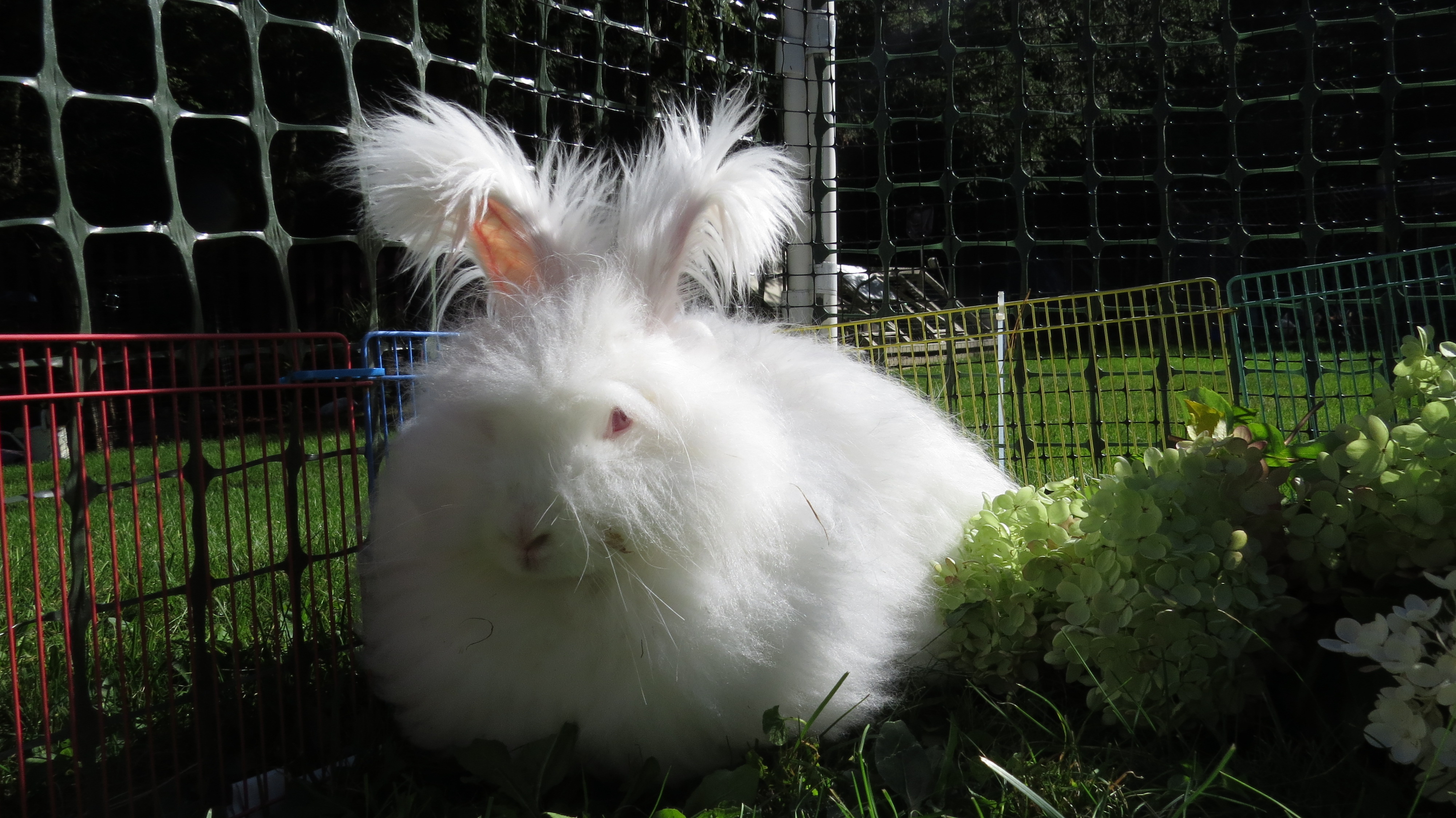 This is my other giant Chandi whose given me a few litters!  All my girls are BEW's which means Blue eyed white angora's!  When they have a litter and it's not quite time to clip them I shave their tummies for the baby's!  And save the fiber for their nesting box!
