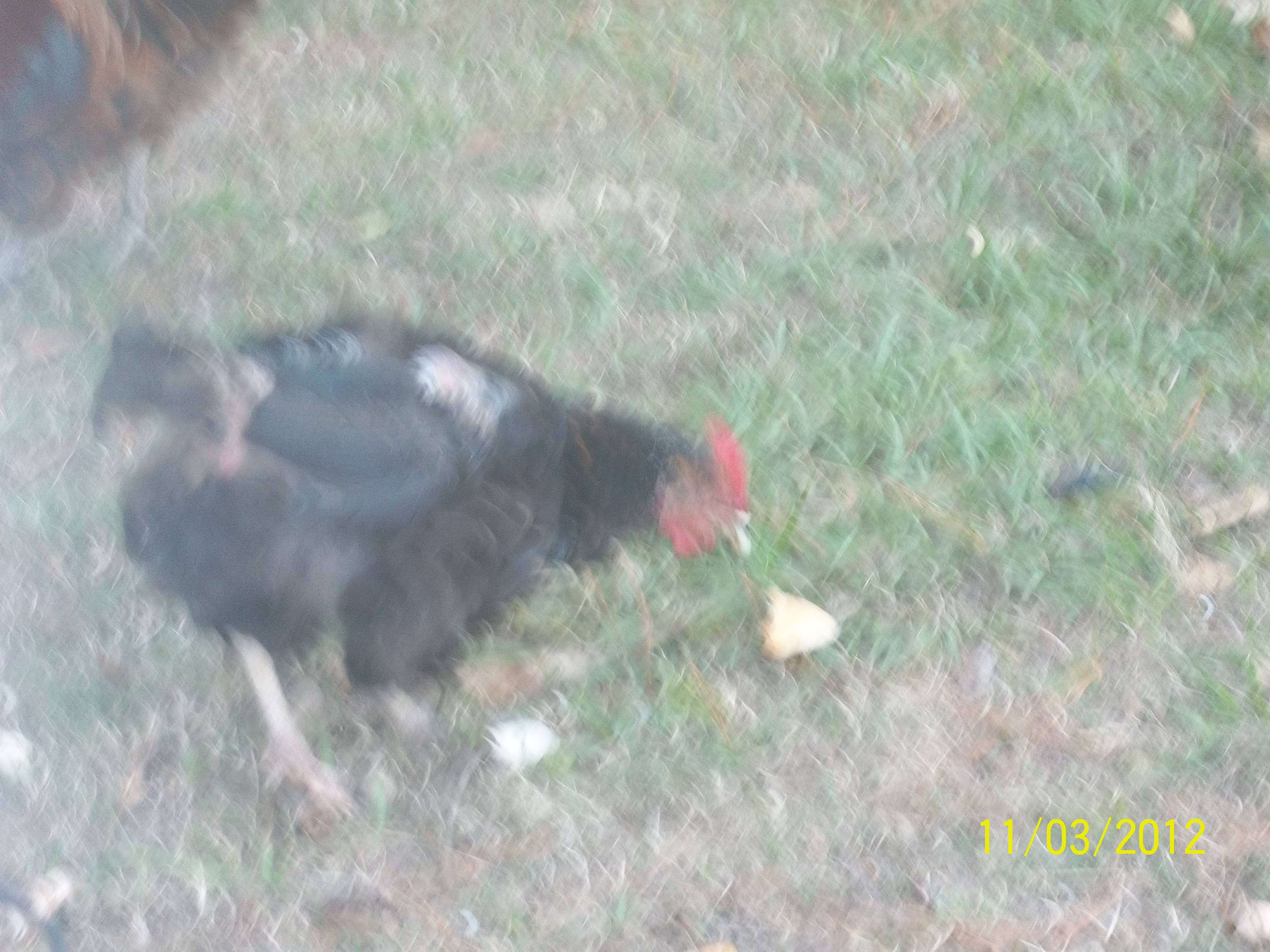this is my other her whose feathers are coming out about 2 years old. they eat scratch, and laying feed and some grit. hers seems to be getting worse.also dry scaley legs.