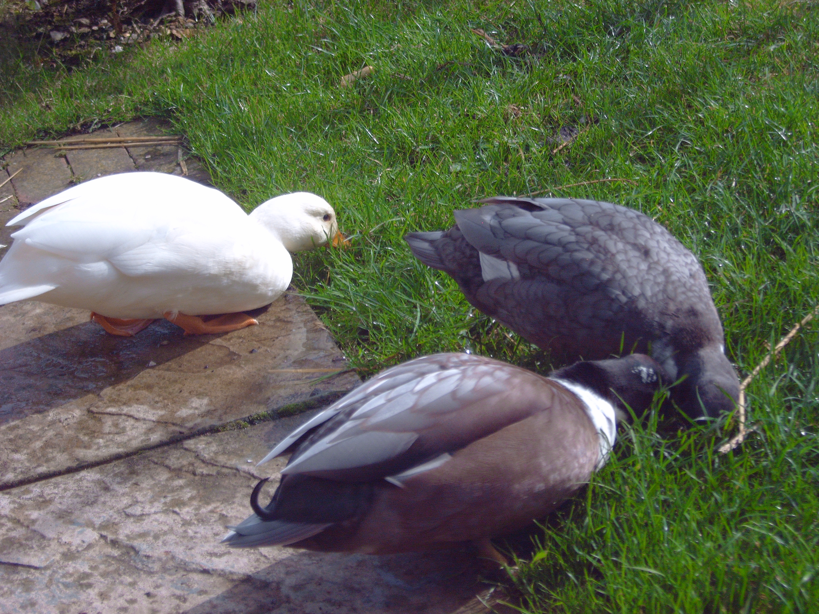 This is my other little boys and girls call hunny, bob, and charlie. haveing fun on my grass, they are about  17 weeks old
