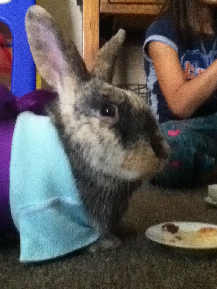 This is my other rabbit Willow. We are having a tea party here with my sister guinnie pig Olive. She does not like her outfit... She is also one of pepper's babies