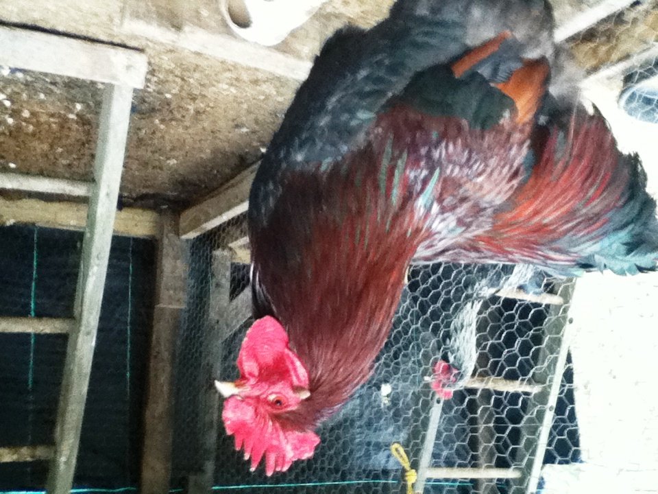 This is my partridge male, Buster. He is sure to produce some very desirable offspring. ;)