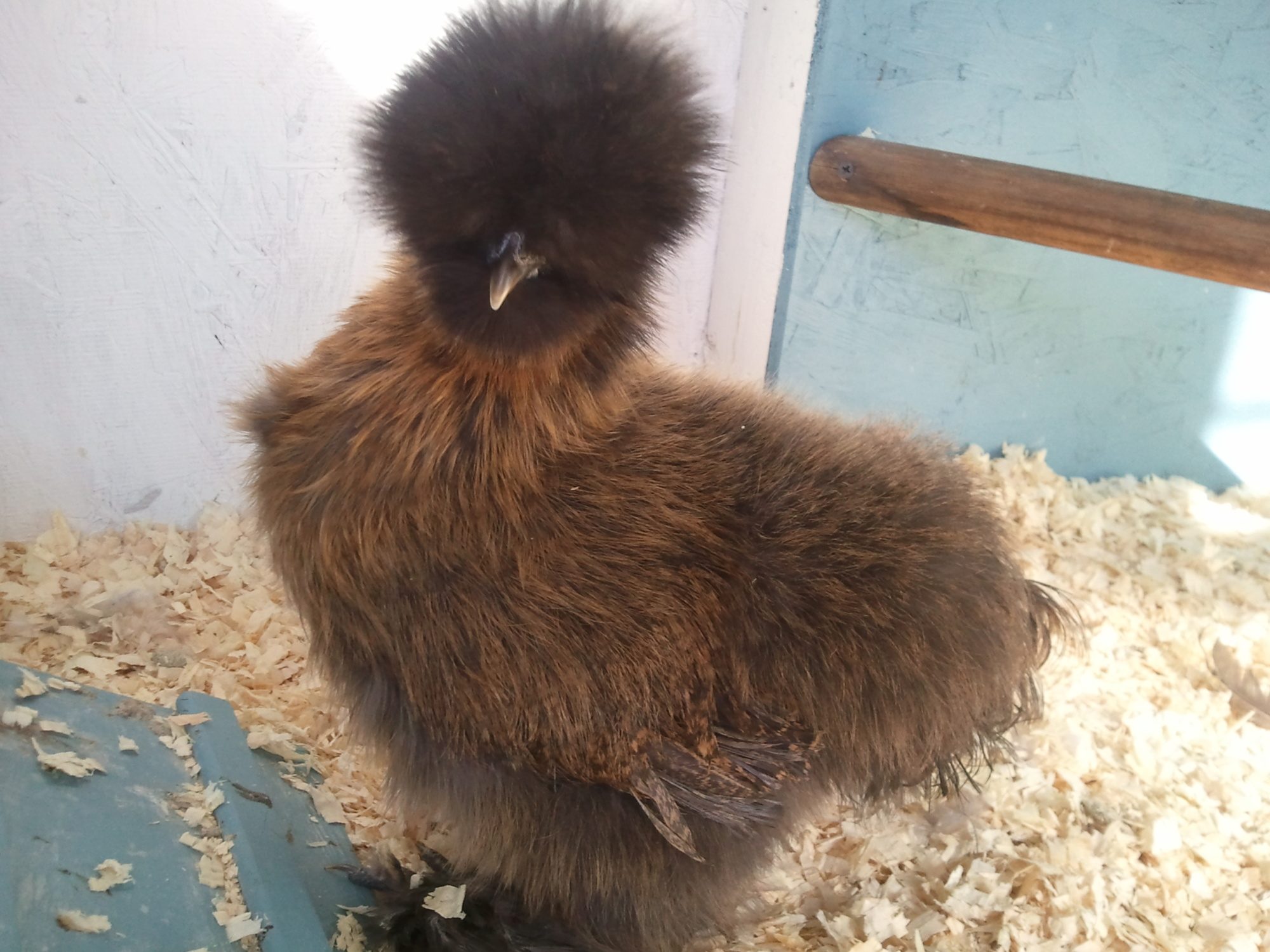This is my partridge silkie named WALLY. My son named her while she was still in her egg and the name has stuck. She seems to like it just fine. She also tolerates being held any ol'way and seems to like when he makes her dance. What a relaxed and content chicky! Everybody adores her!