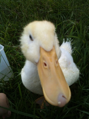 this is my Pekin duckling playing in the yard and sticking close to my side. We call her Princess Bubblegum or PB for short.