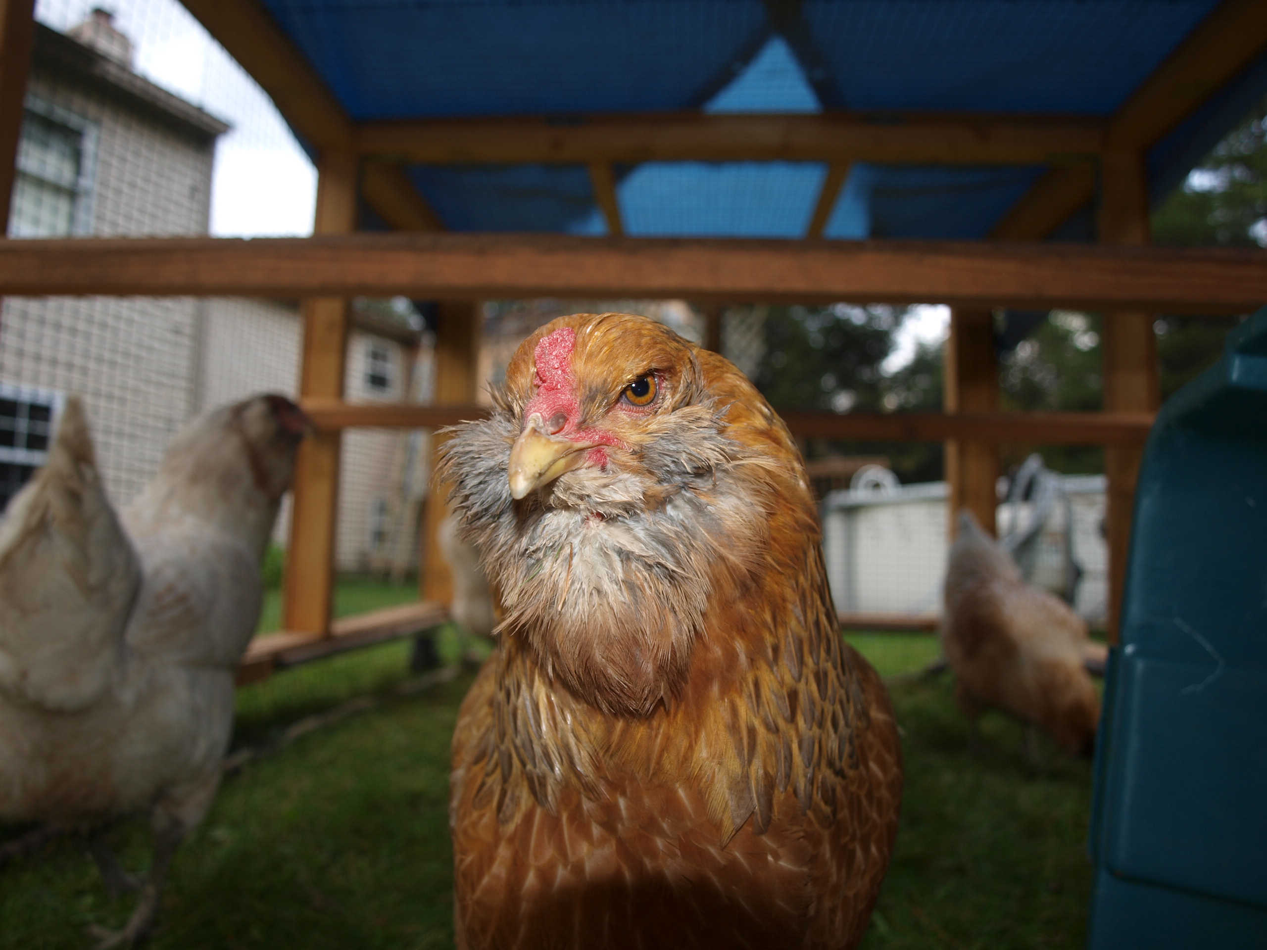 This is my personal favorite!  Her name is Candy, and I 
'm always amazed when I call her name out she comes running!
She's a Americana and a very good layer.
She's in their tractor right now and it's raining so there's a tarp over them.