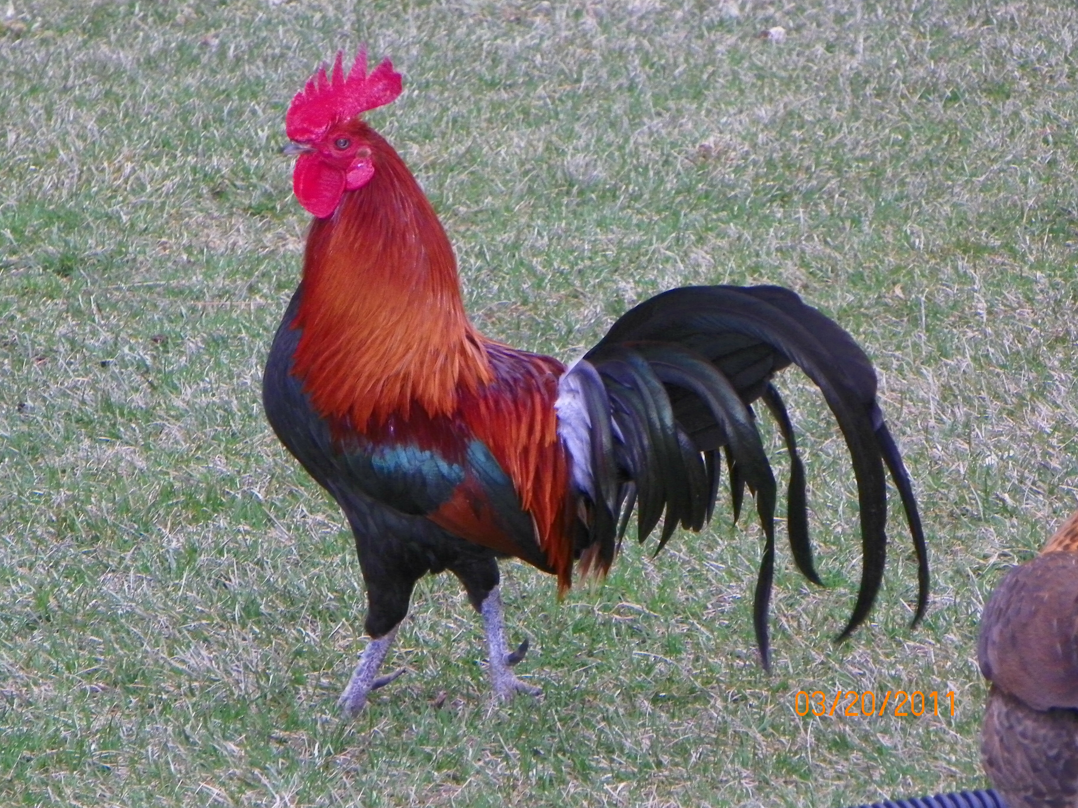 This is my pet Red Junglefowl Rooster.  He is a real joy to watch.  I would like to enter him for the new calendar contest.