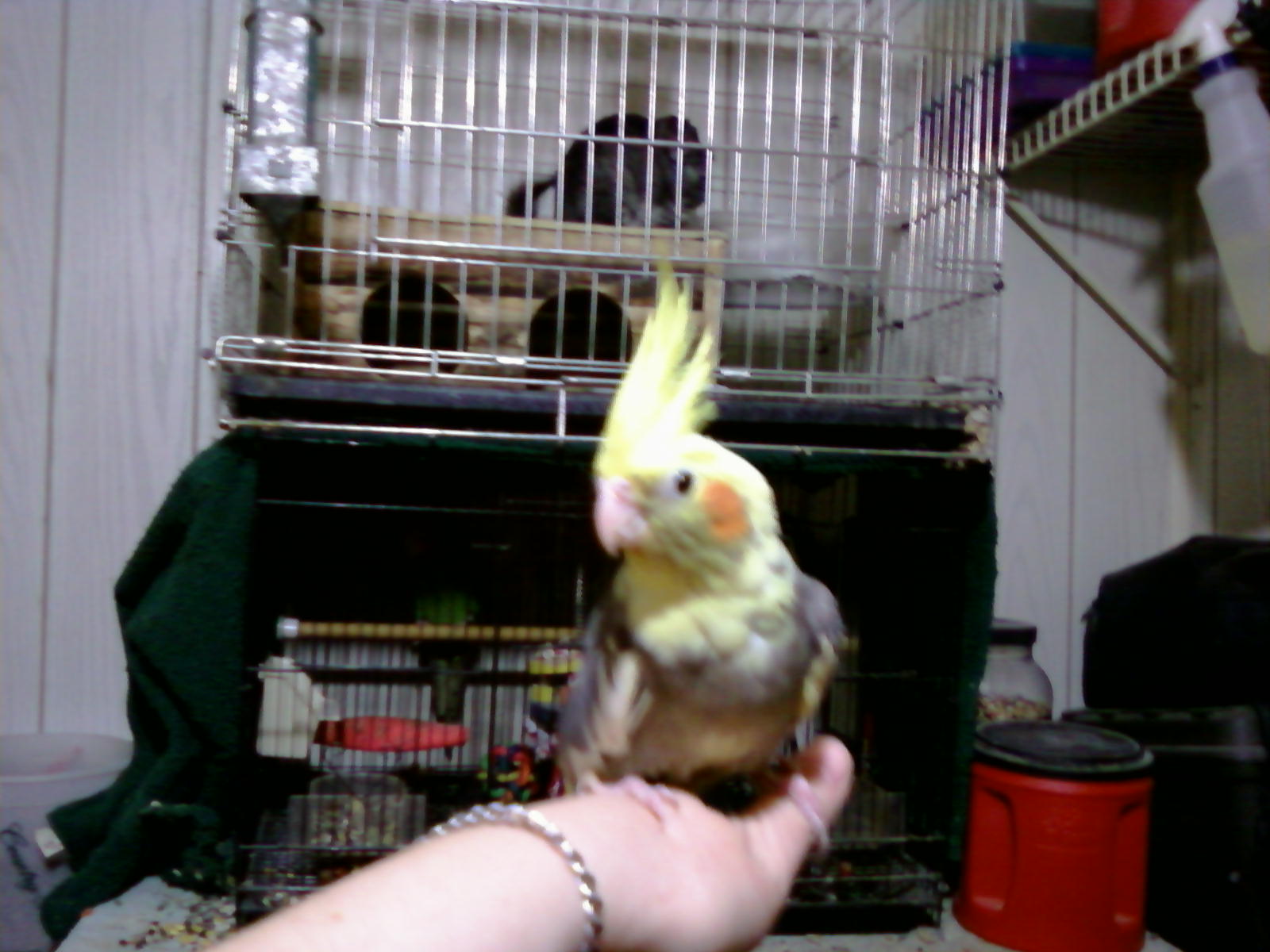 This is my Pied "Piper"