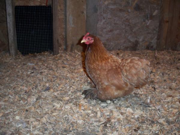 This is my Red Cochin bantam hen, Nutmeg.