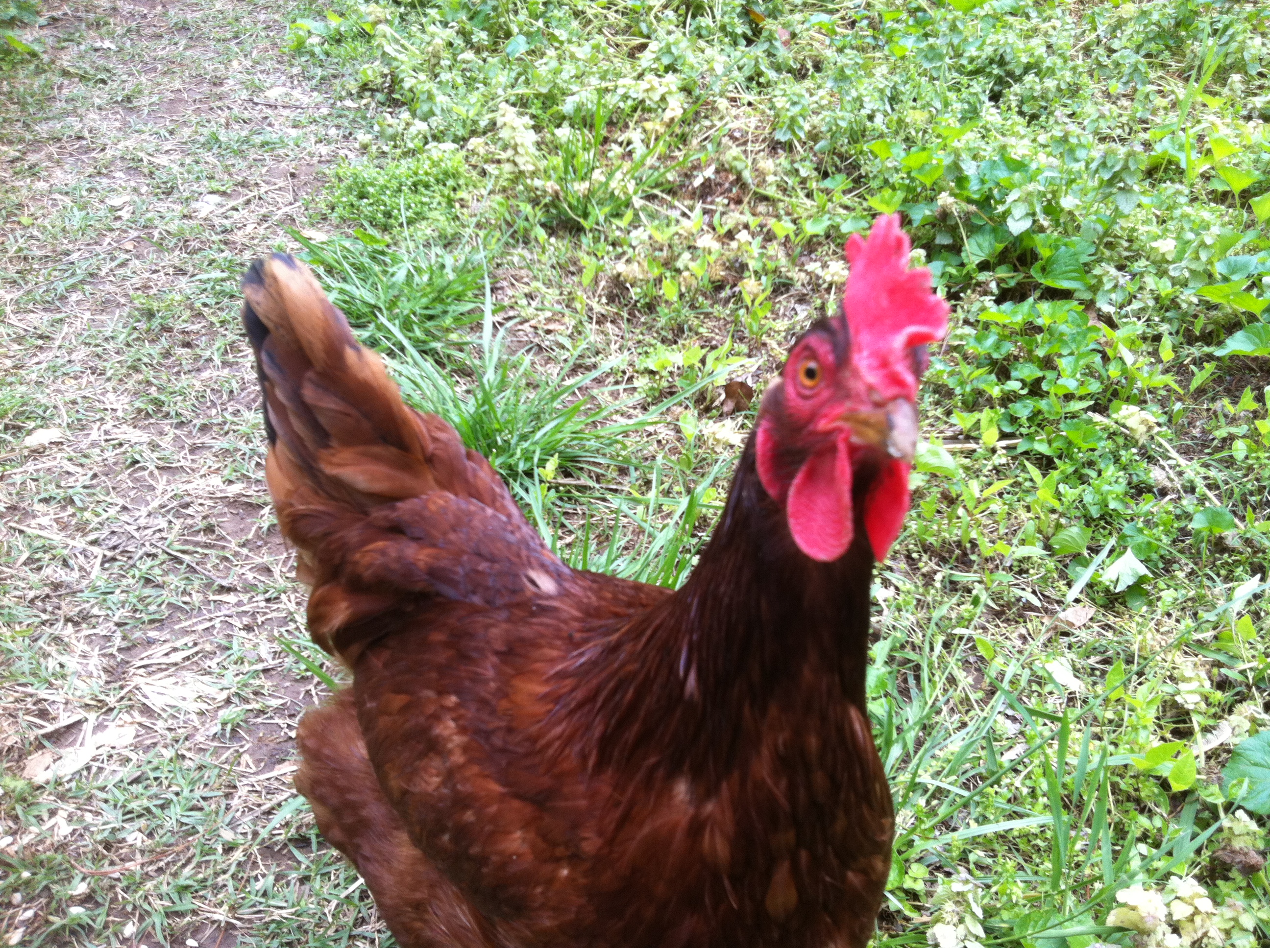 This is my Rhode Island Red, Ruby.   She is a bit of a bully but loves me and the cochin sisters. She will yell at me for treats from the porch if she hears me in the kitchen....not as polite as Dorothy, who knocks when she hears me.
