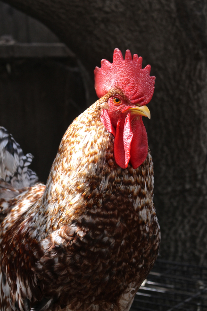 This is my Rhodebar rooster. He's gorgeous with red and white barring, and black and white striped tail feathers. Rhodebars were developed in England in the 1940s by crossing a Rhode Island Red with a Brussbar (Barredd Rocks are also used) Developed as an autosexing dual use breed - you can tell female from male at birth by their feathering. Yellow chicks are male, darker striped/barred chicks are female.