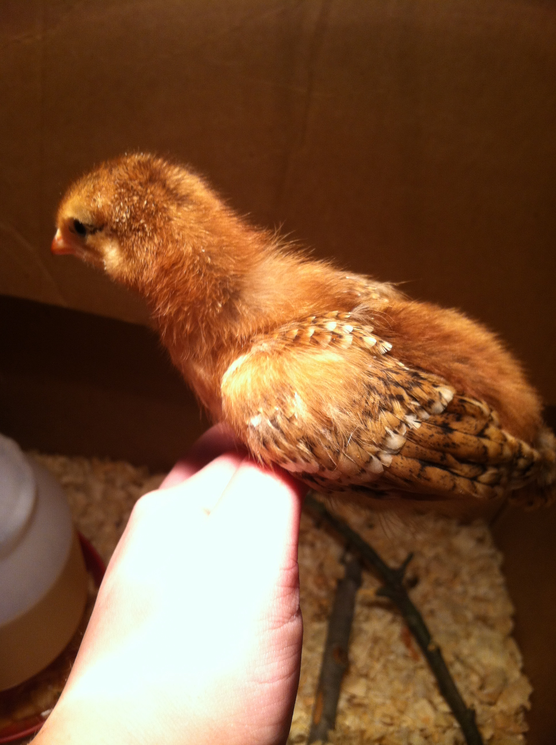 This is my RIR, Margaret, she's a few days ahead of the rest of the girls, and thinks she is hot stuff! Loves to show off her mostly feathered wings!