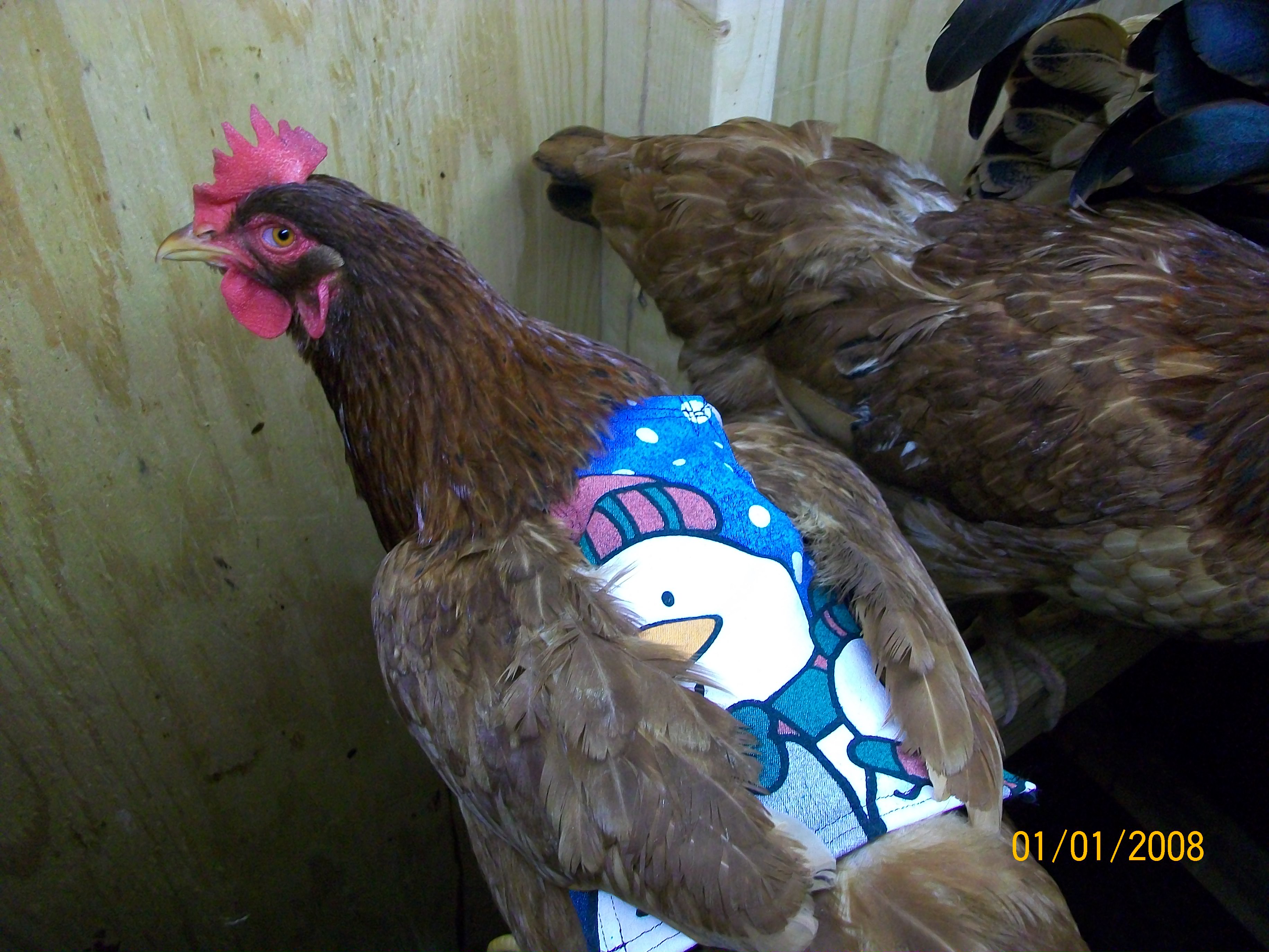 This is my roo's favorite, she has to wear a jacket so he doesn't hurt her.