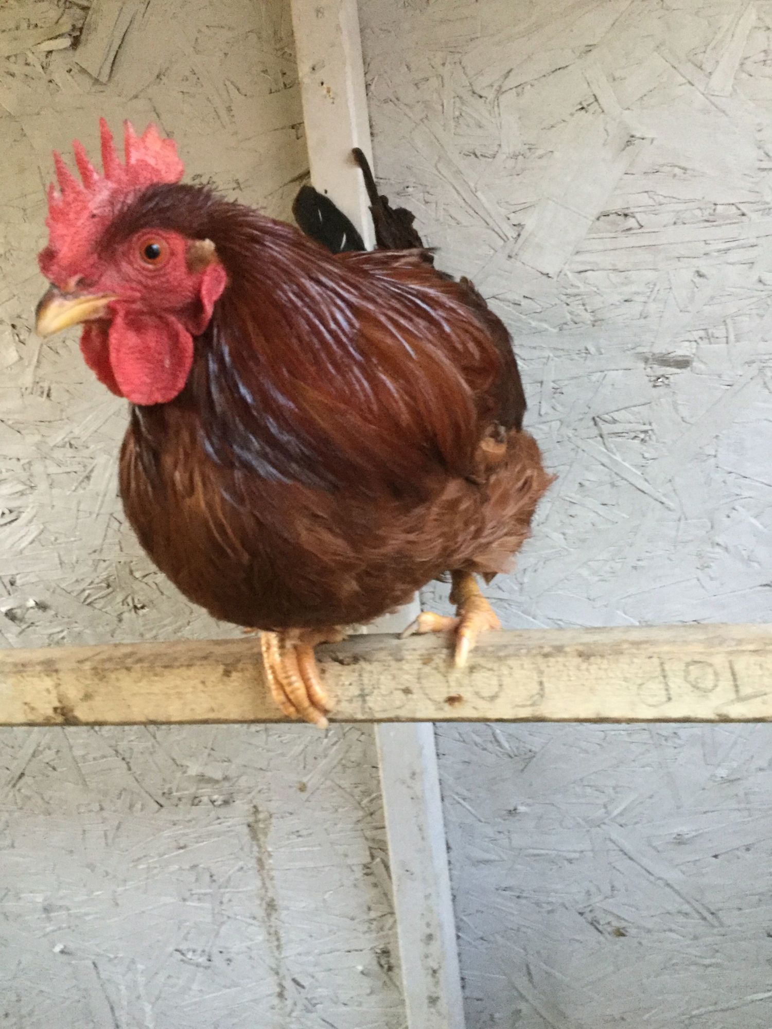 This is my rooster from my first hatch he is the brother of tootsie, Roada, and Holly they had another sister but she dies at 4 months to an unknownn cause and she was my favorite out of the bunch.