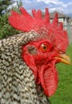 This is my rooster, Killer.  The name fits!  I love that he protects the hens, but I hate that he always tries to attack me!