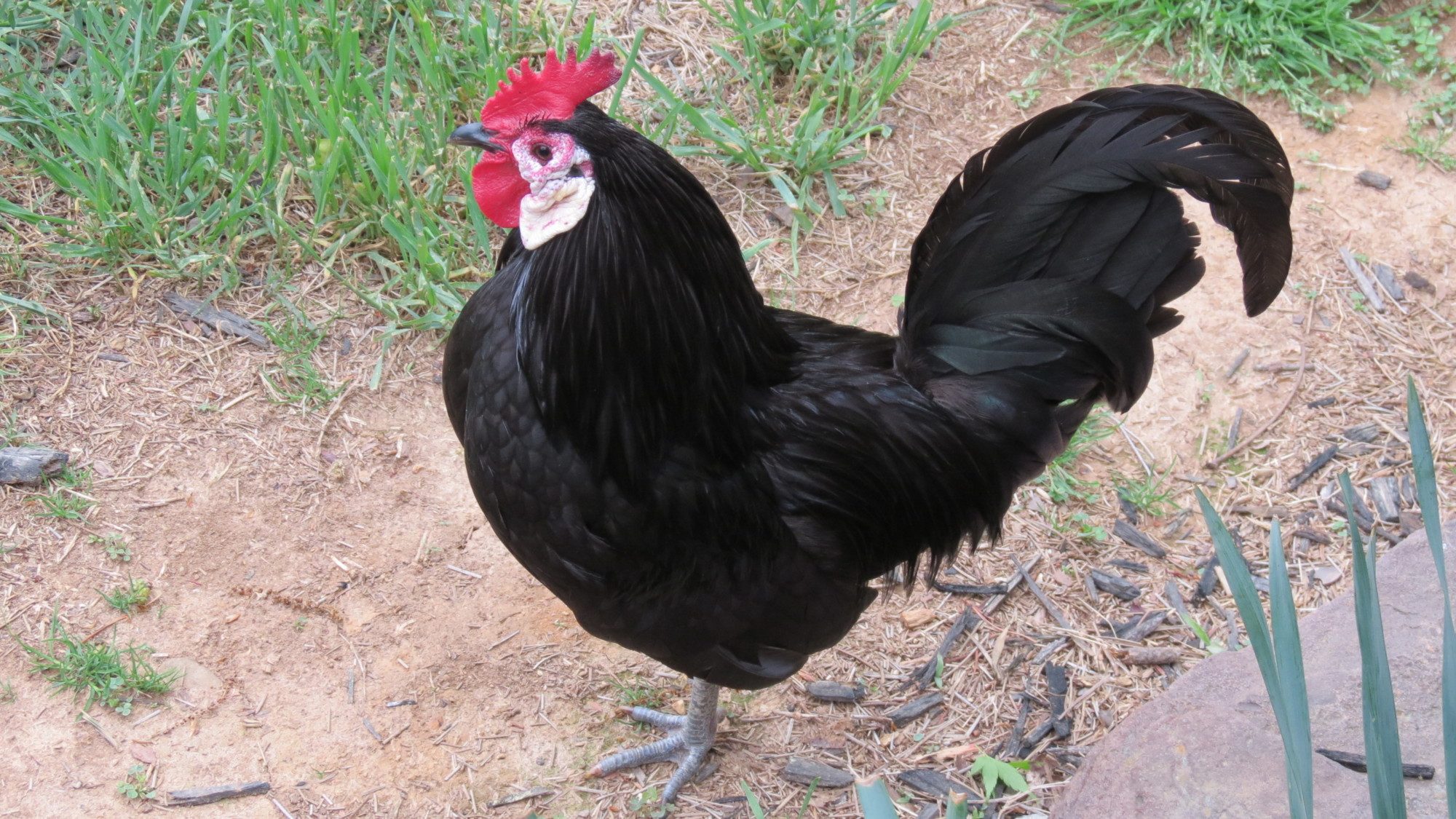 This is my rooster Luke.