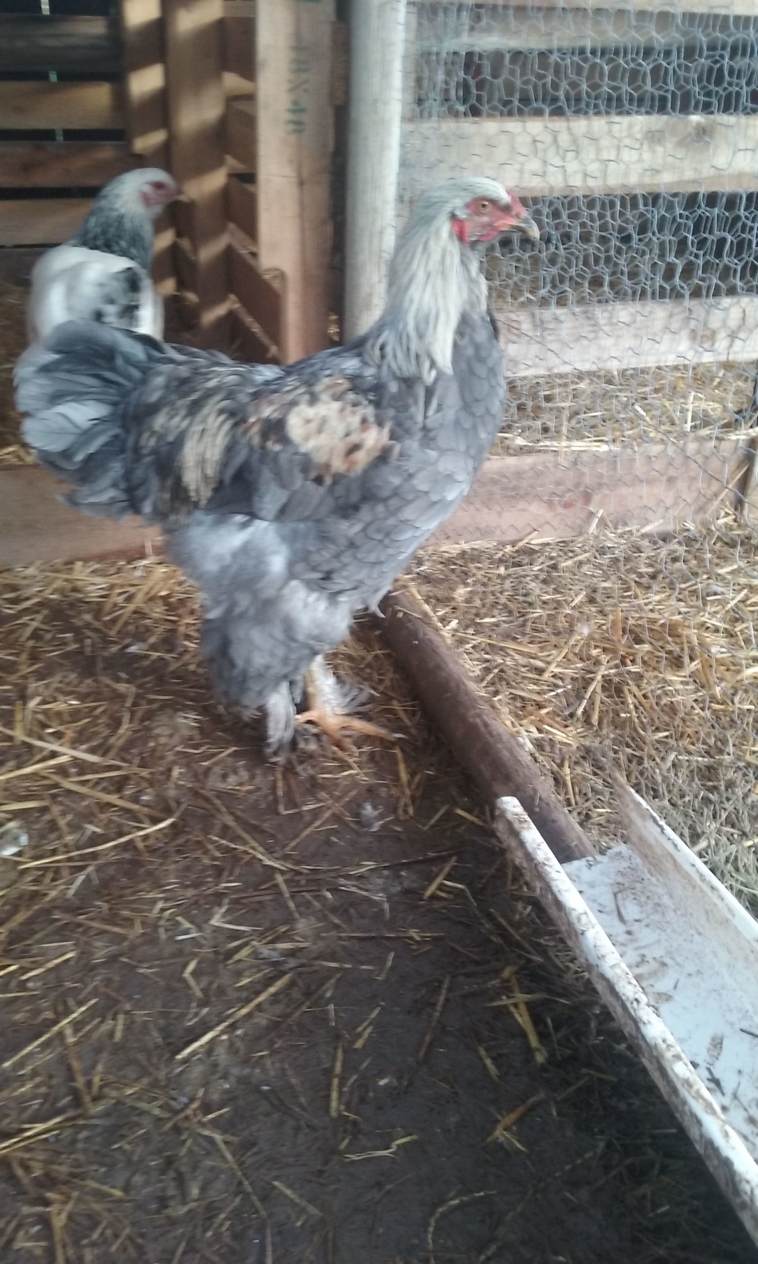 This is my Rooster, Teddy. 
He's my (BBS) Blue Berkshire Brahma.
He's absolutely stunning, the pictures don't do him justice. 
He's 6 months old and my father-in-law and mother-in-law own a light brahma rooster that's 9 months old and he's just as big.