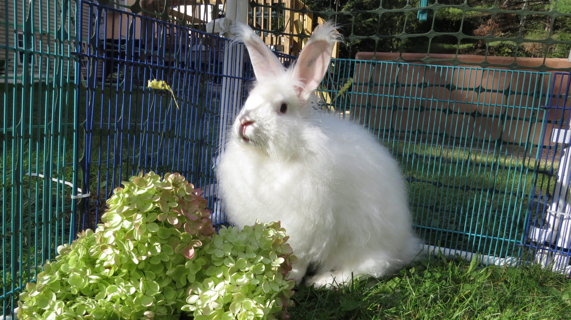 This is my Satin "Miss Prissy"  cause she's very fussy about her treats!  Plus I got her from a woman named Phylis so it seemed to work for me But I call her Missy!  I mate her with a fawn satin and all the litter's she has given me, there have been 5 kits.  Four have been white and one has been fawn!  I find that quite odd but it's true!