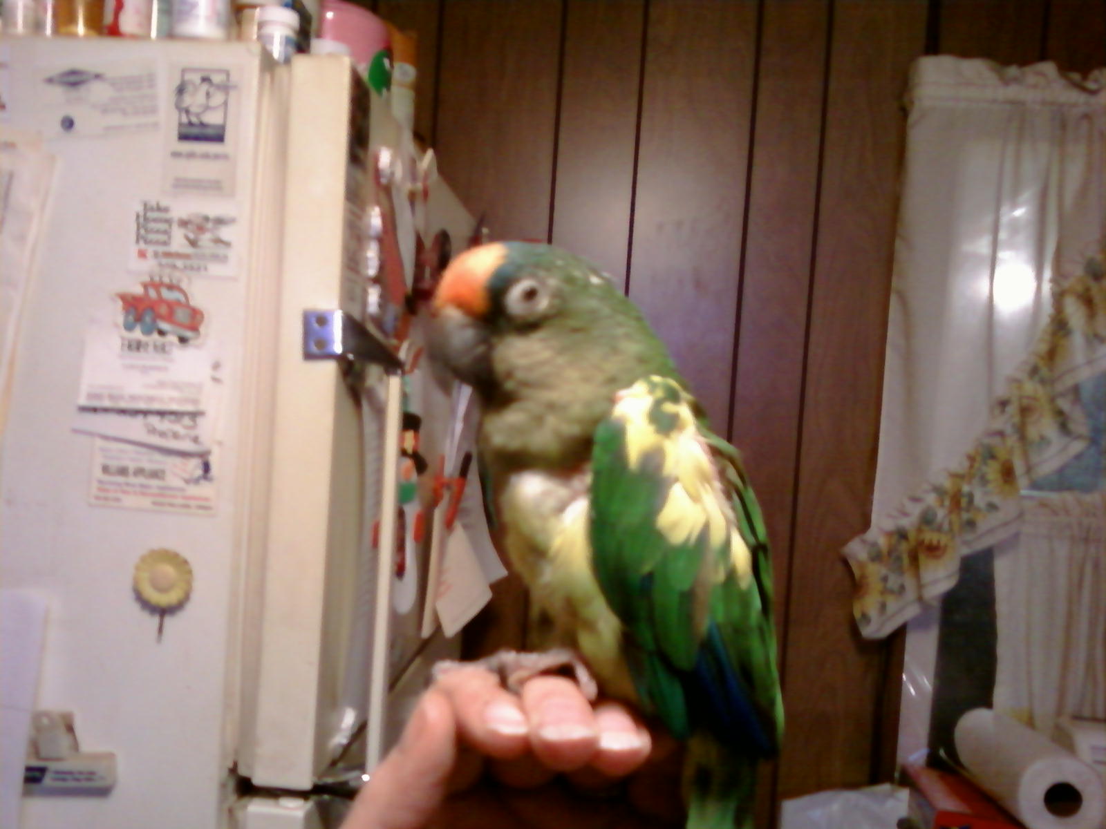 This is my second ever conure, Tee-Jay being my first. Paulie started the whole chain of events that led to over 50 birds now. Paulie is a pied peach front. originally sold to someone from Elmer's as a Sun conure, he/she was given to my mother who had it for a while and I bugged her and bugged until she let me have it. Do you see the half closed eyes? the unkempt feathers? He died less than a month later in an animal hospital I was at work when I got the call. complications from pneumonia and the vet said it looked like his insides were crystallizing. no, Doc, that was a fungus, you need to catch up on your education.