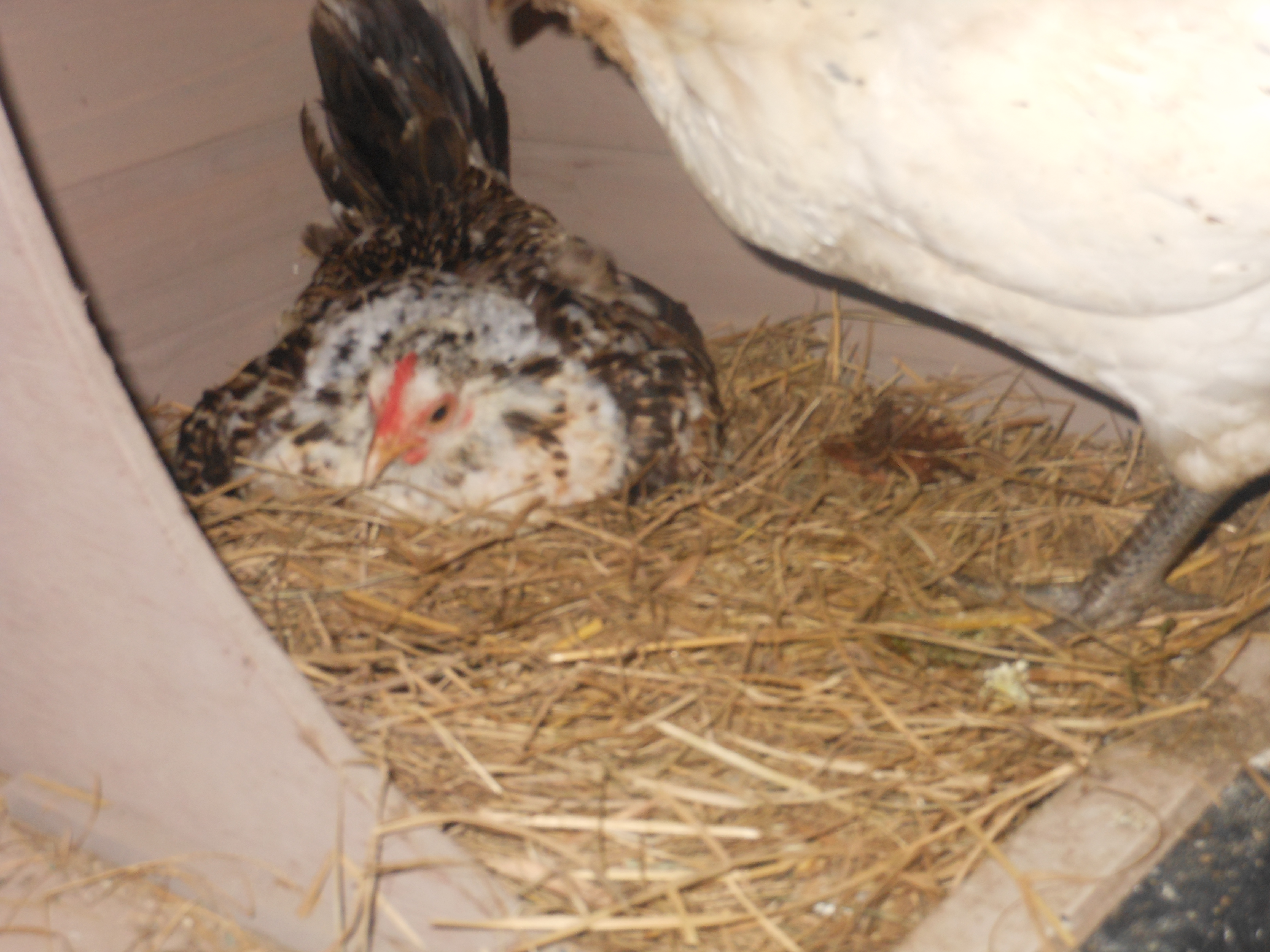 this is my setting bantam hen Cutie pie.Sequin is in the shot.:-)