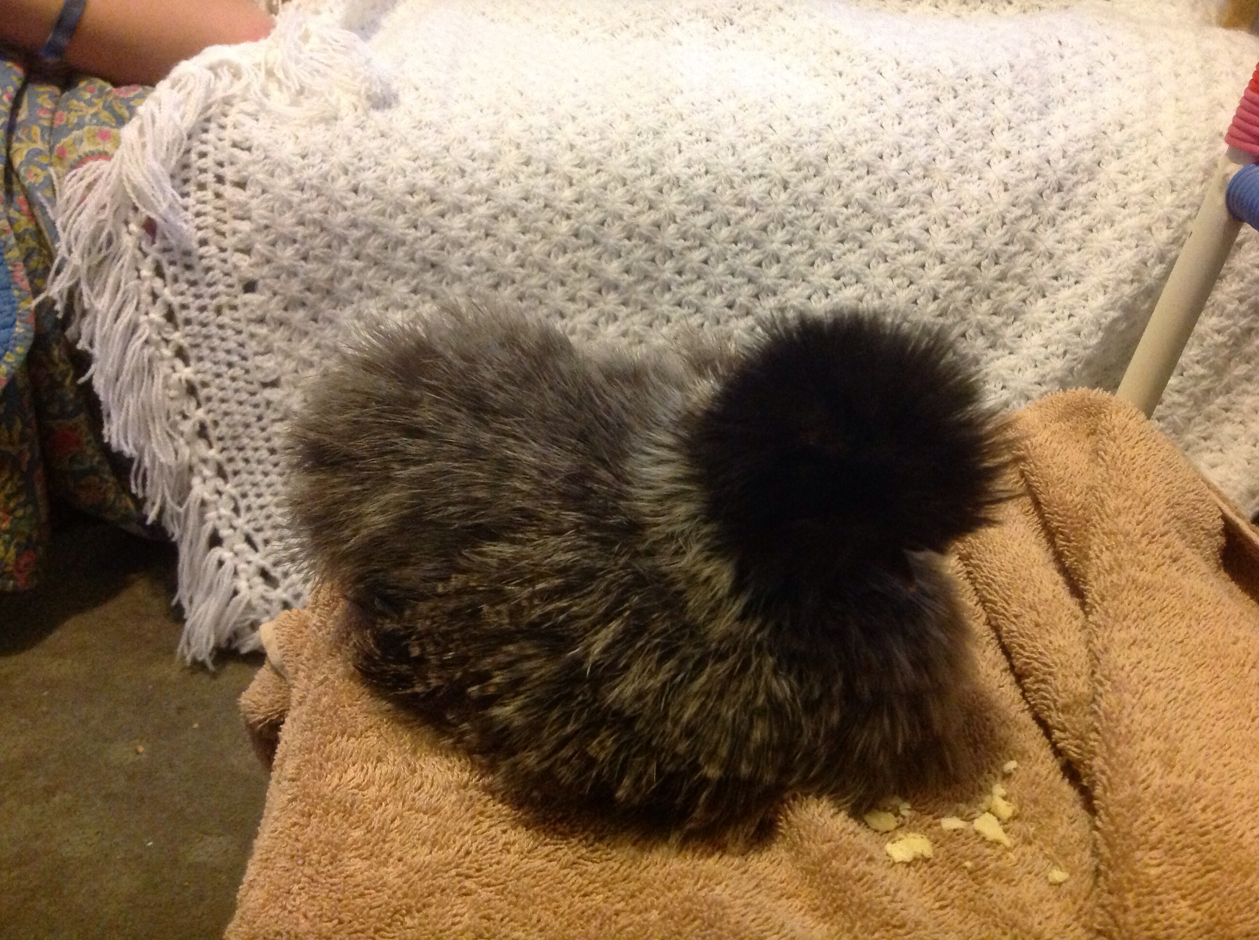 This is my Silkie, Cazzy. Cazzy sadly passed away last year, from some sort of sickness. She was a very good hen, and I loved her to bits!