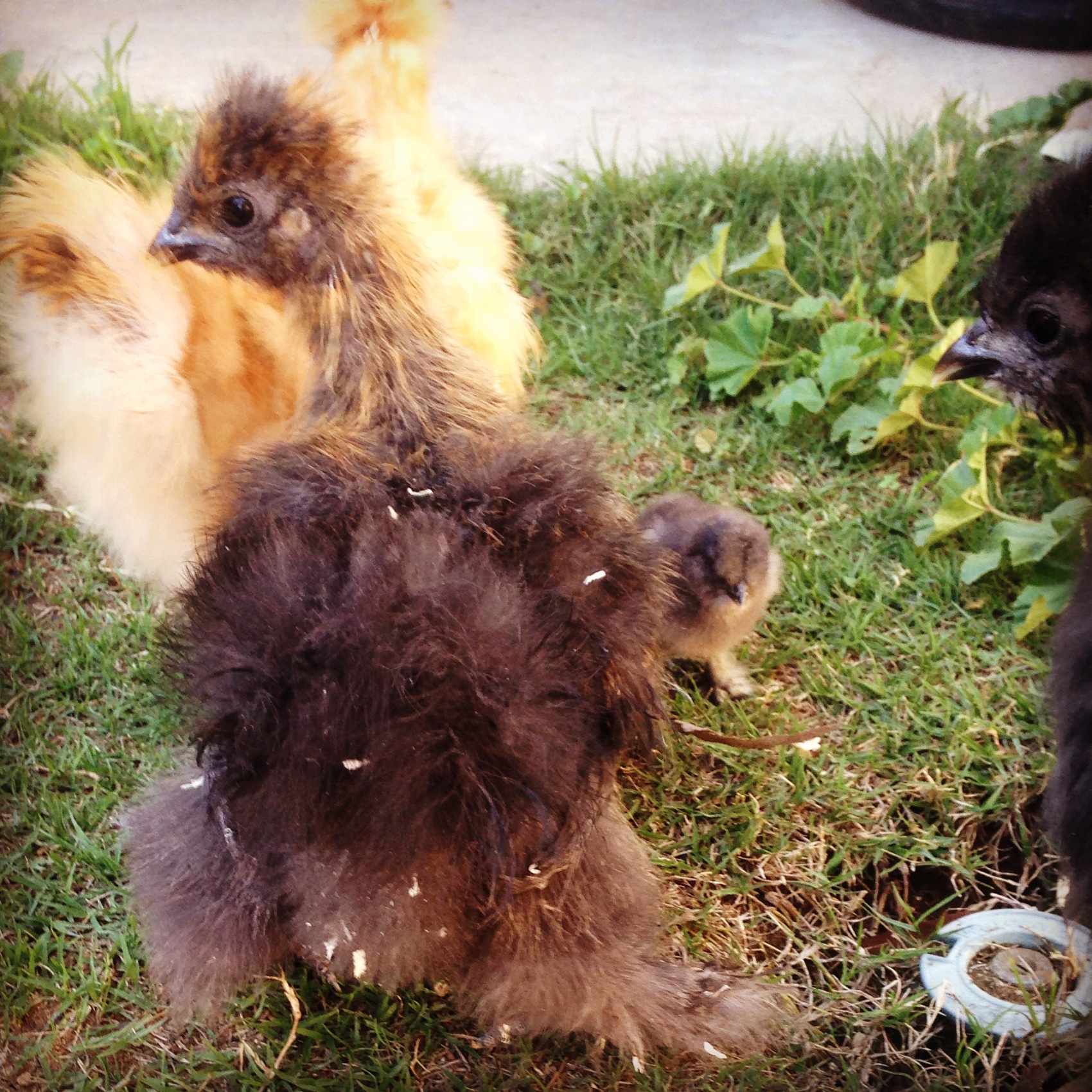 This is my Silkie.....its looking like its a male but we will see =0)