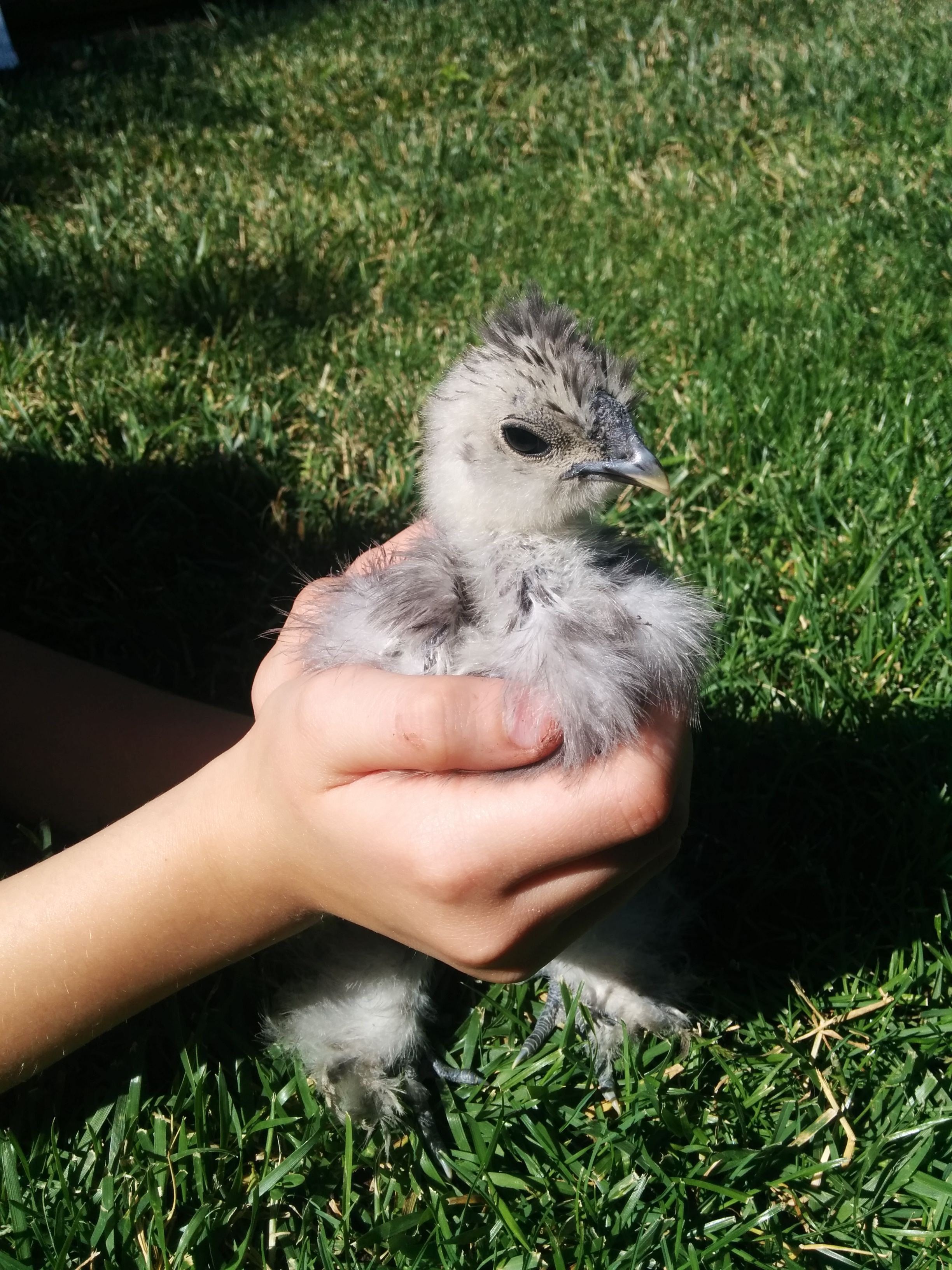 This is my Silkie Splash, Lady Stardust The First, (  The First,  in case she is a he ) at 4 weeks.