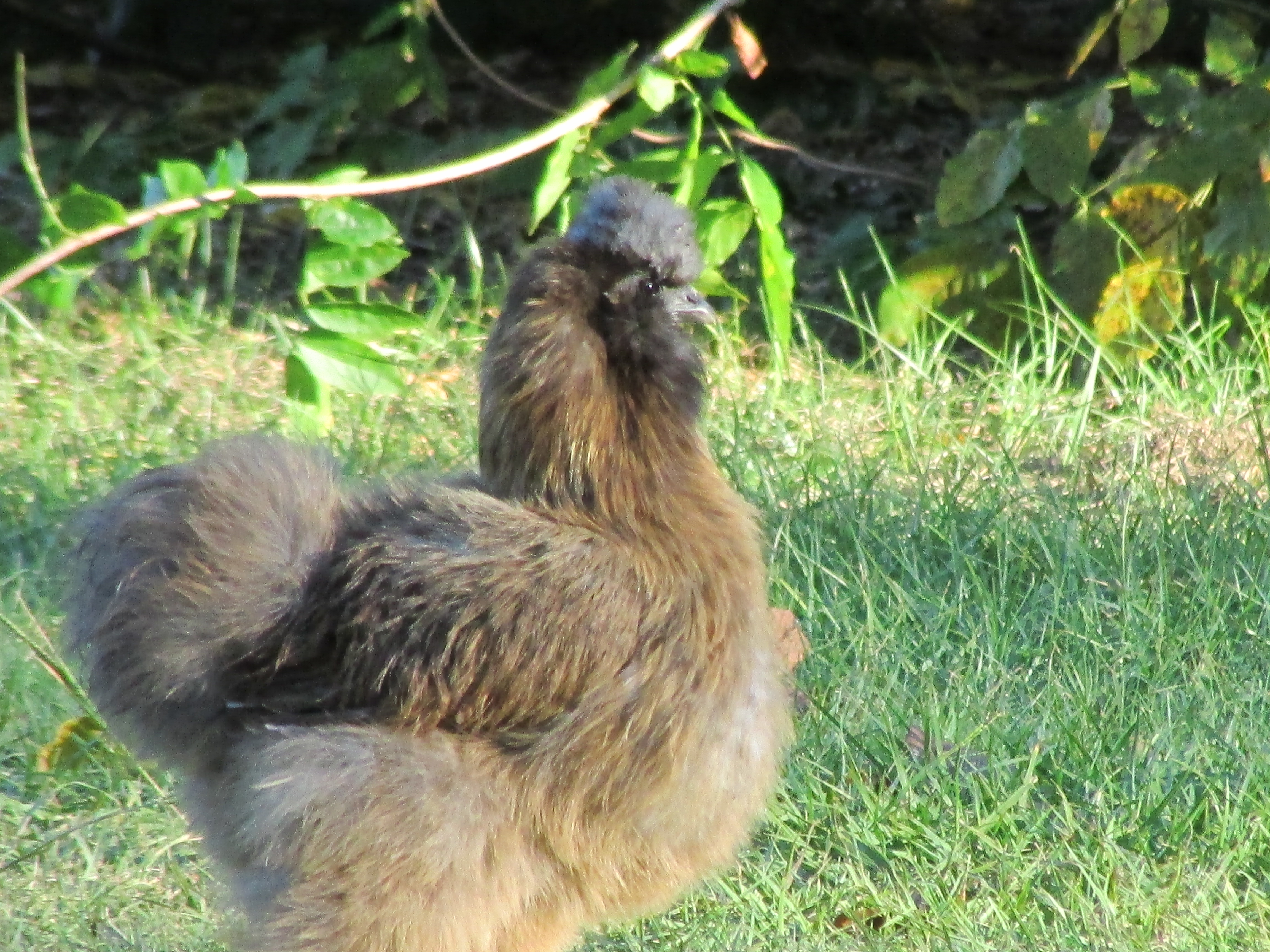 this is my silky hen mama  O.K. I did trim her wig its usually long black rounded feathers, but she really was having trouble seeing, she got so much friskier after I cut it ,but it does look funny and I love her any ways , she's a sweet heart