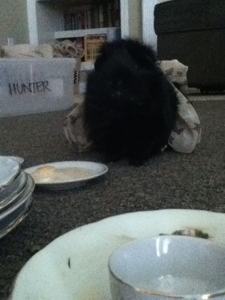 This is my sister's guinnie pig Olive. She saved her from a pet store that used her only for breeding.
