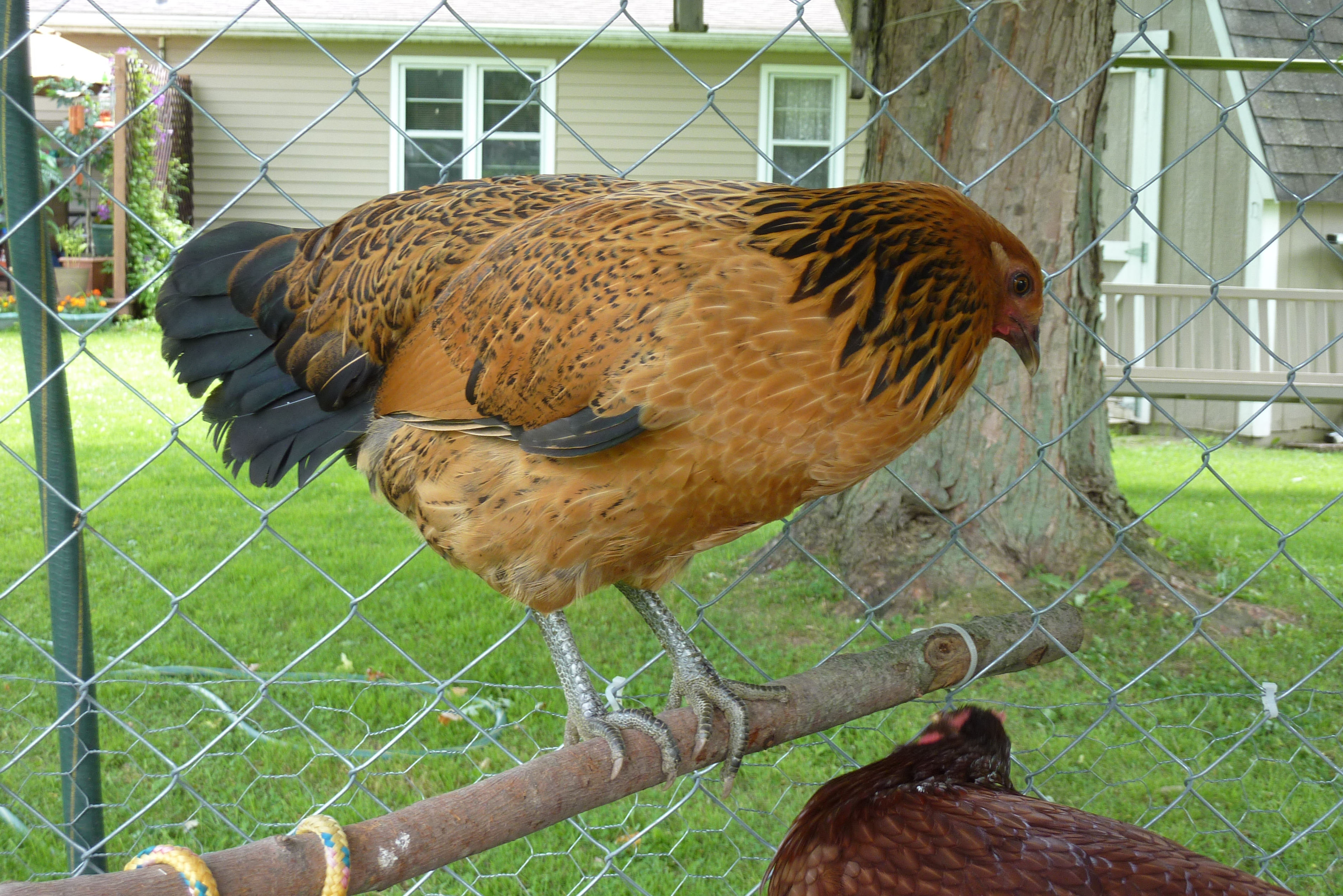 This Is My Spot......You Stay Down There!