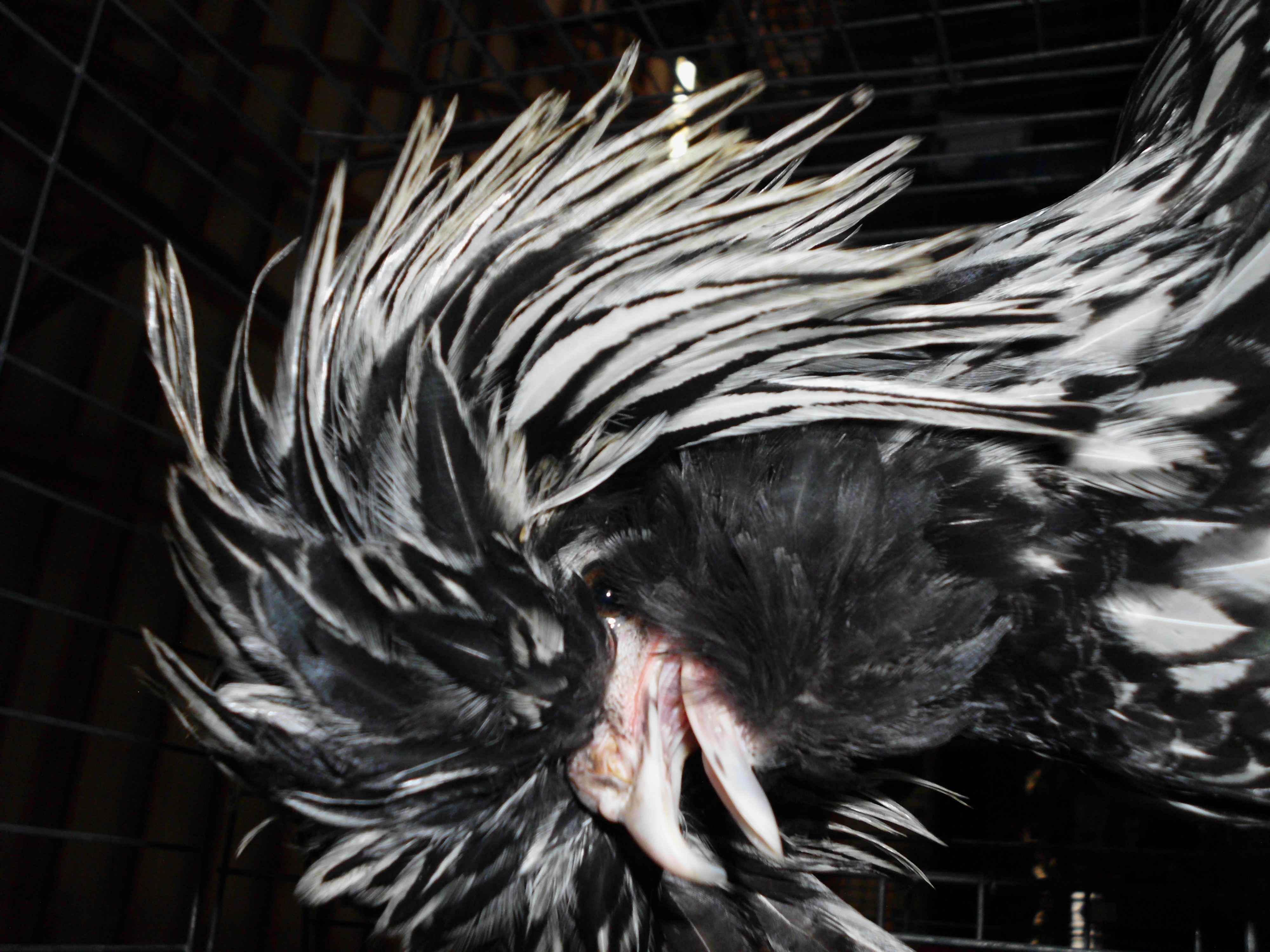 This is my top hat chicken Moon!!